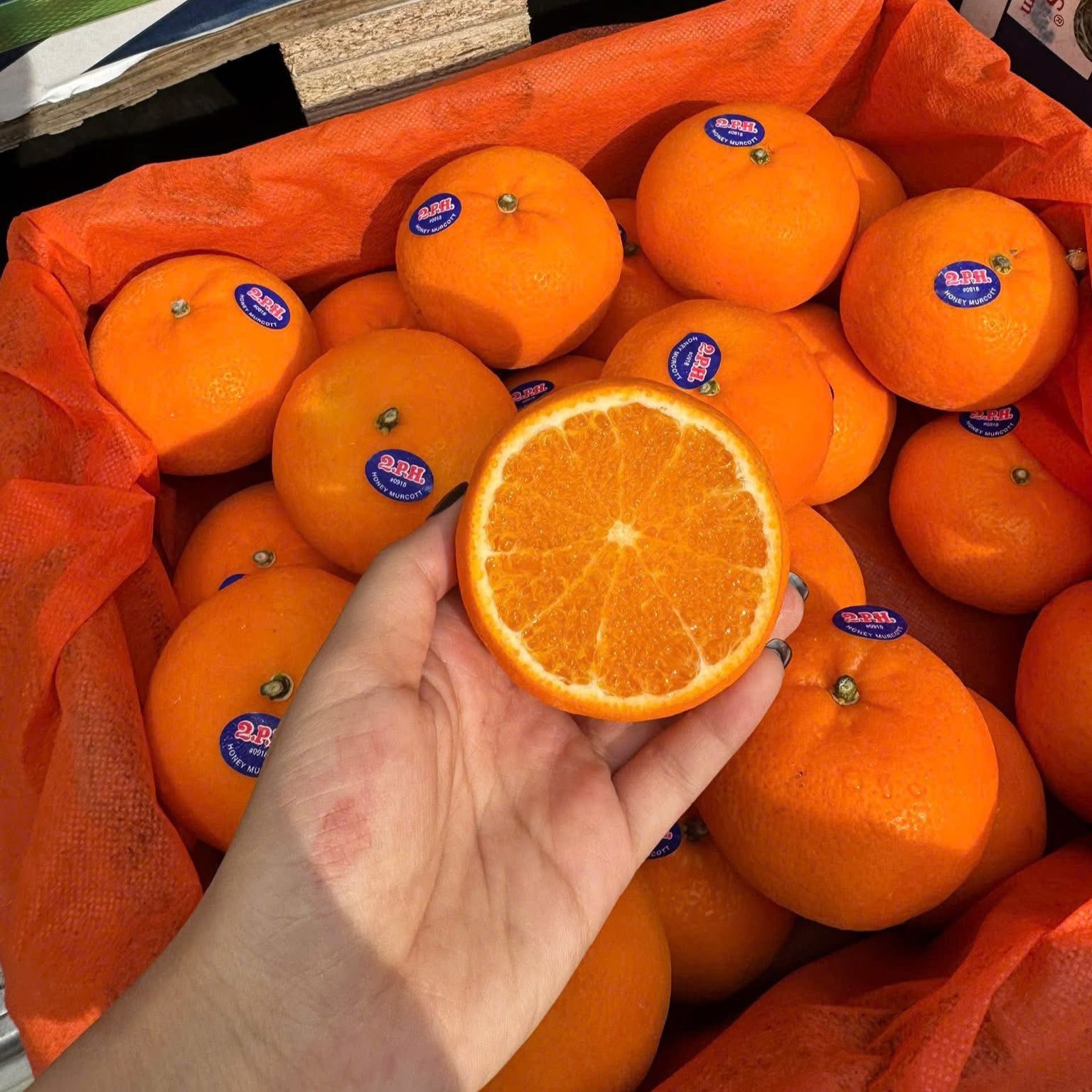 Quýt Citrus_thumbnail_1