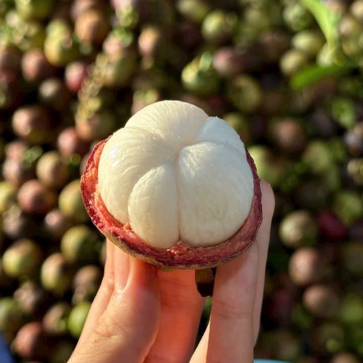 Măng Cụt Lái Thiêu_thumbnail_0