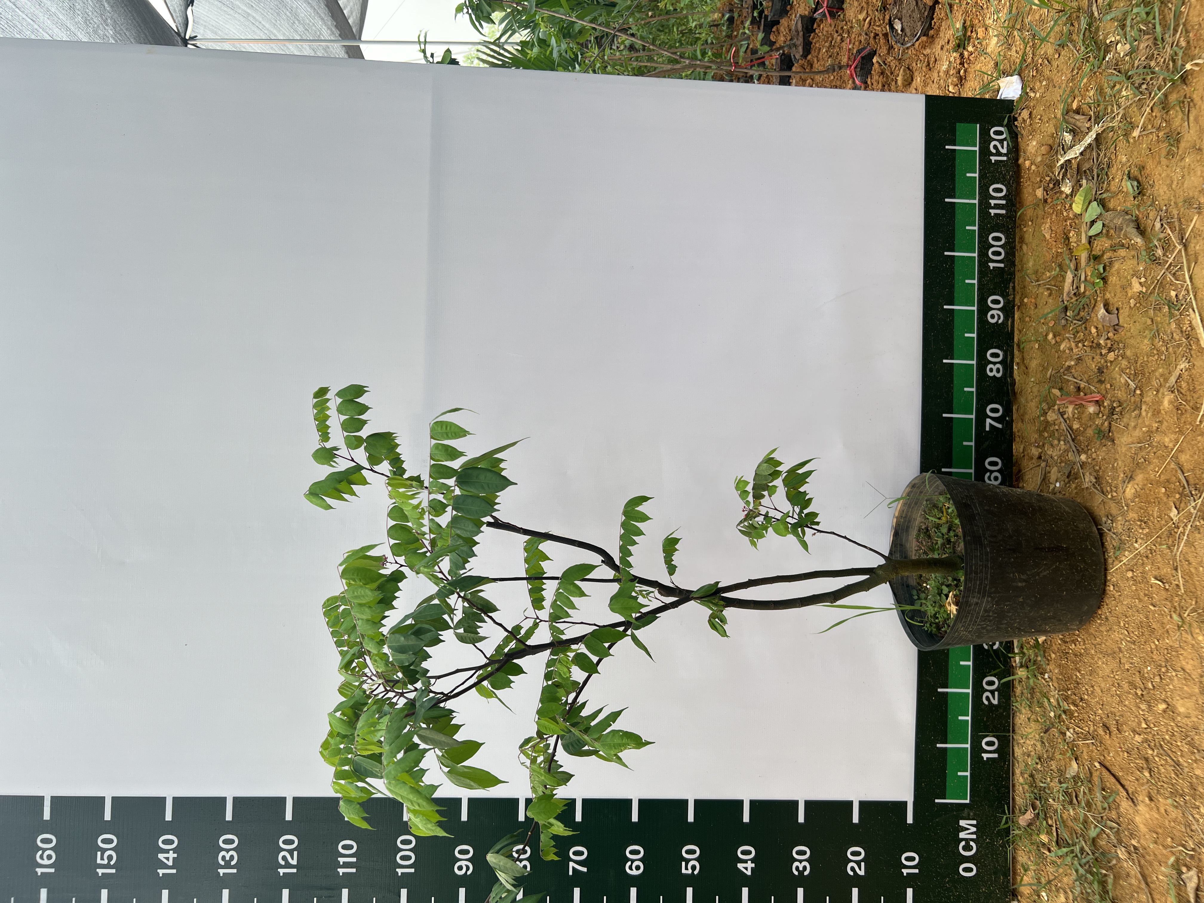 [THANH LÝ] Khế chua cao 60-80cm PT161 CALATA