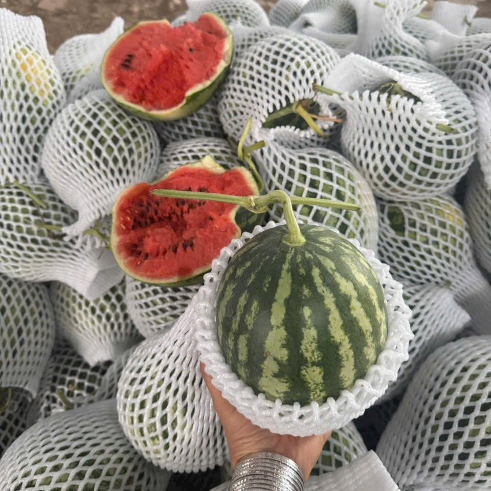 Dưa Hấu Đỏ Sọc Mỹ
