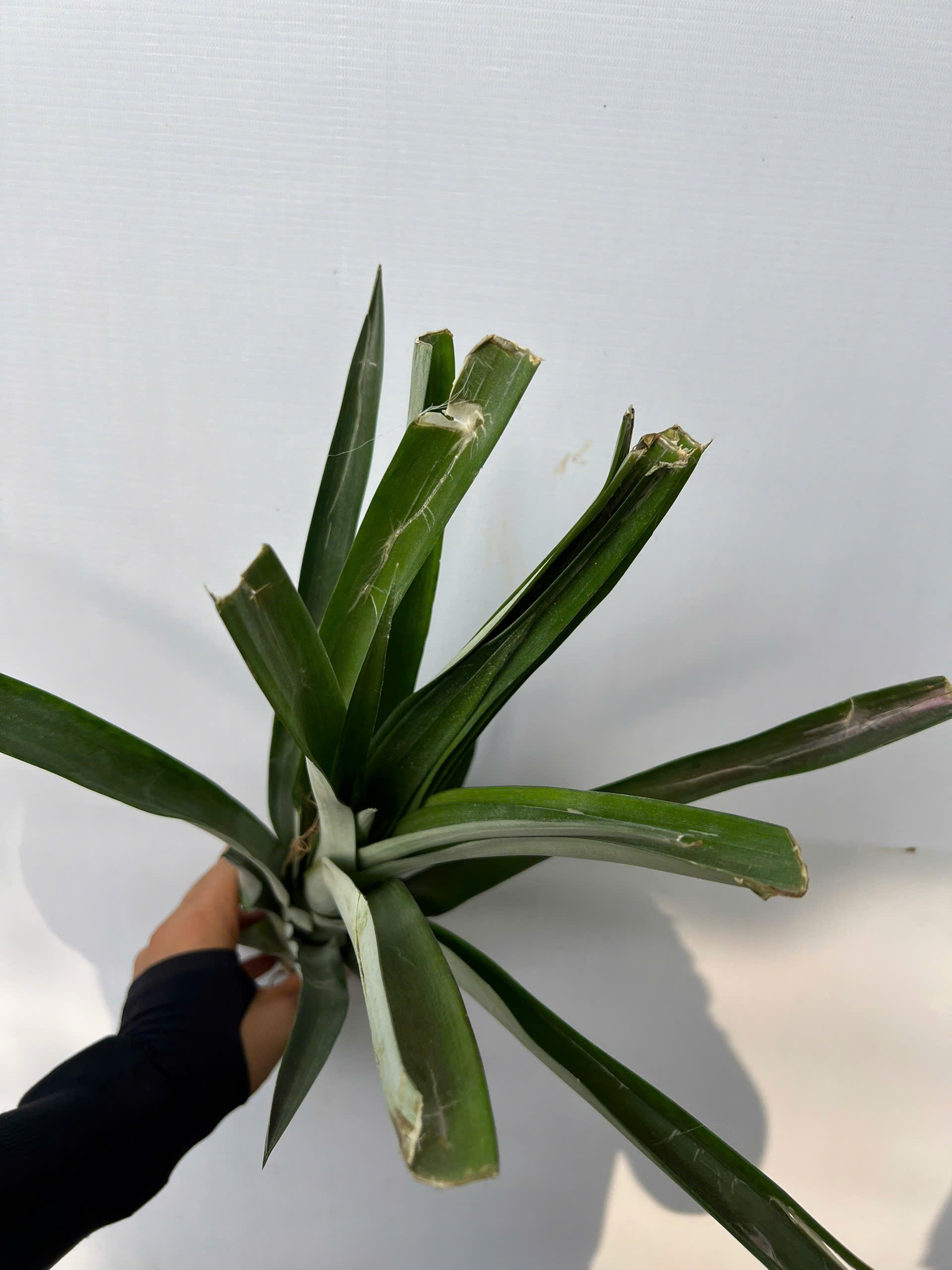 Dứa mật Cayenne cao 25-35cm PT222 CALATA_thumbnail_2