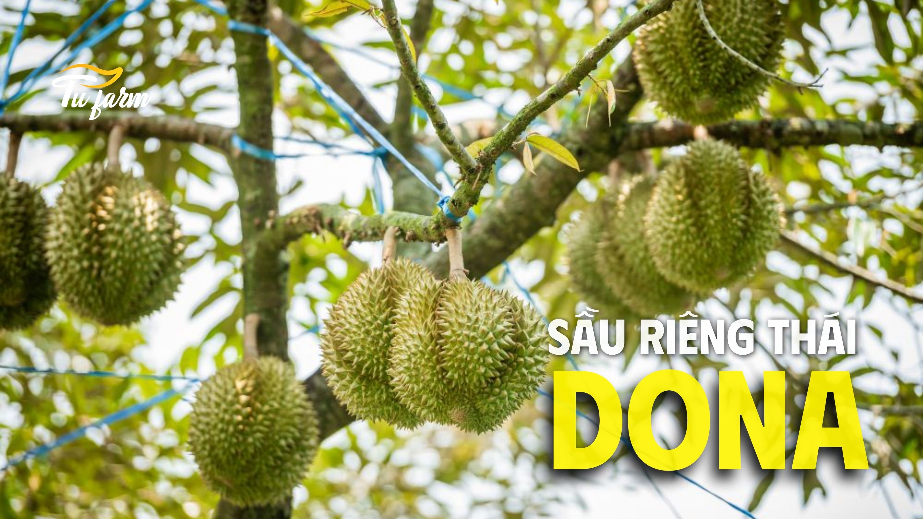 nguồn gốc sầu riêng Dona