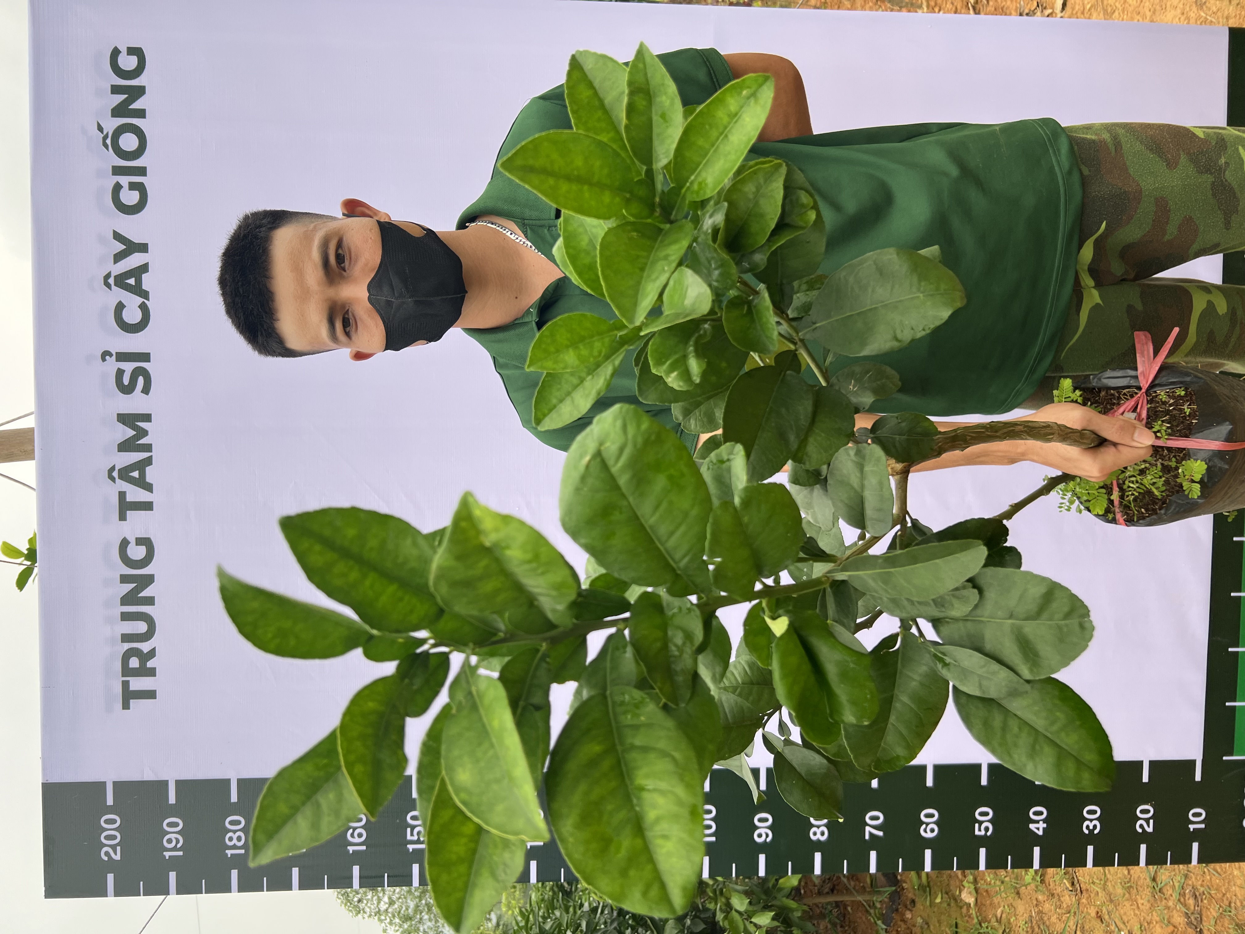 [SIÊU SALE] Bưởi da xanh ruột hồng cao 45-65cm PT46 CALATA_thumbnail_2