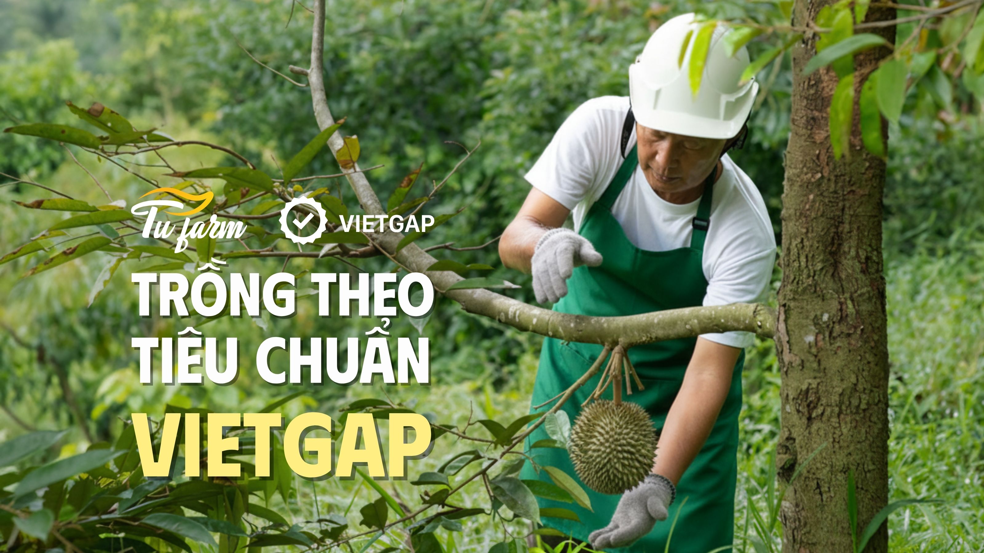 sầu riêng ri6