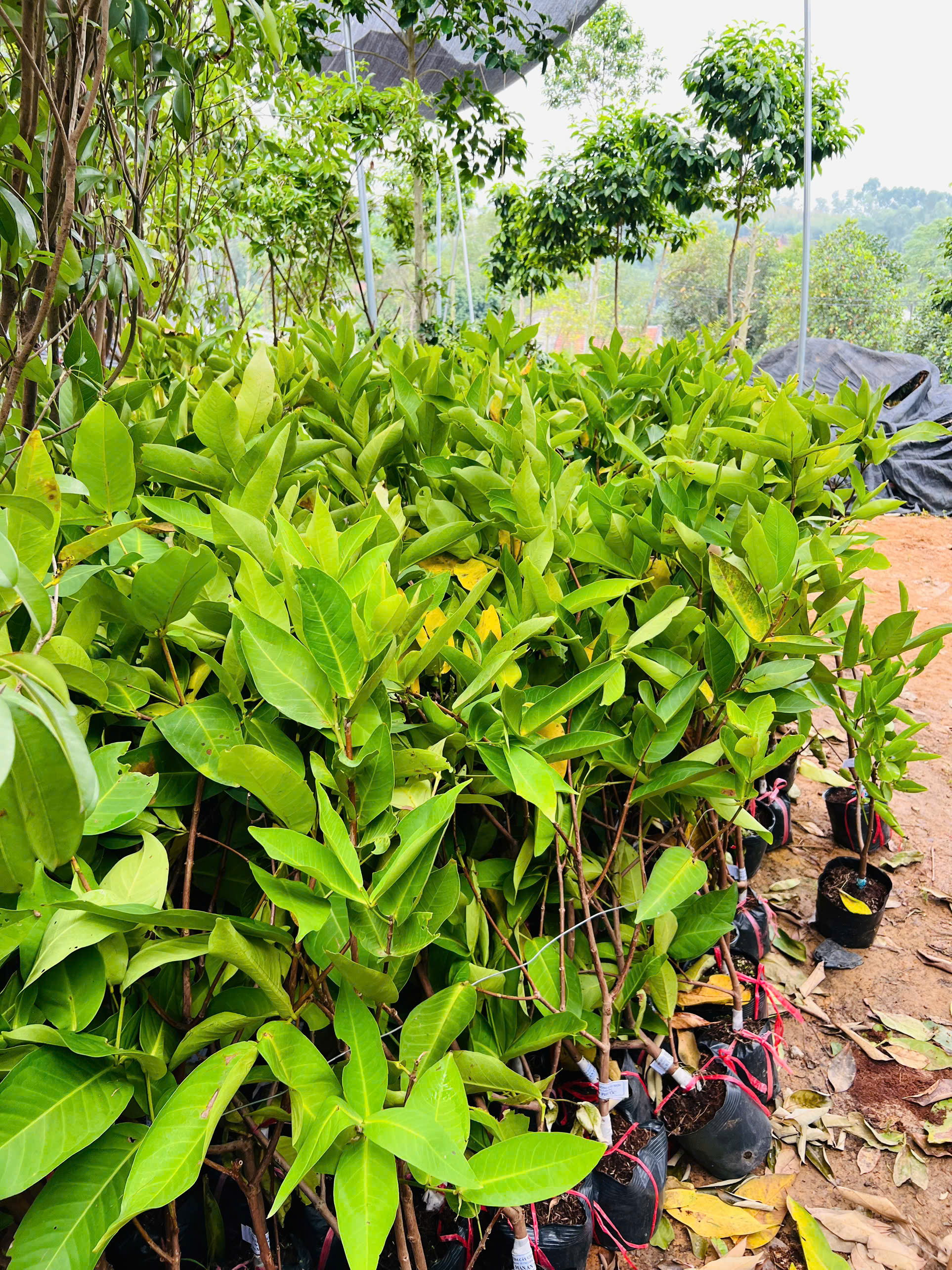 [SIÊU SALE] Mận An Phước cao 1-1,2m PT246 CALATA_thumbnail_3