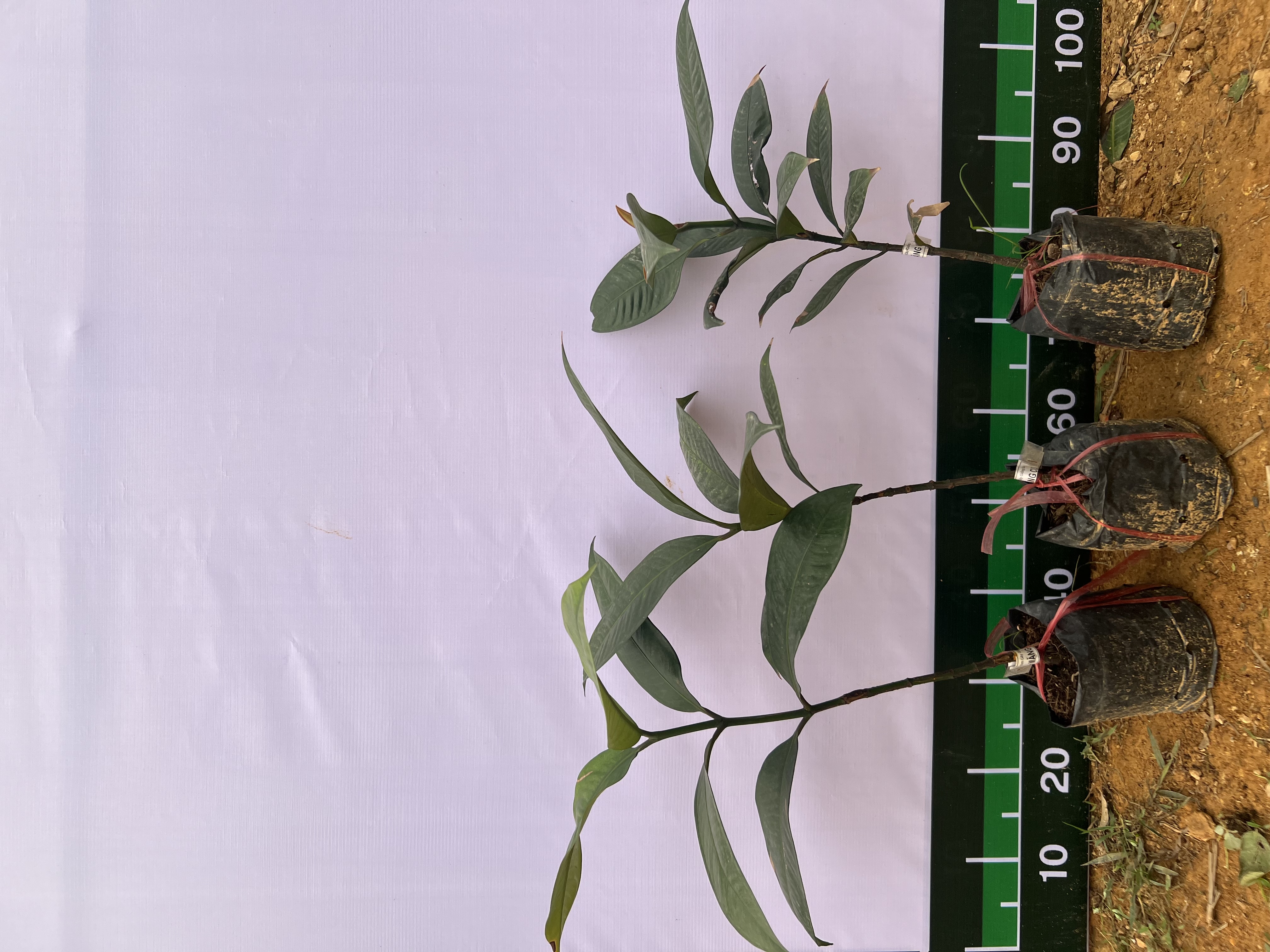 [THANH LÝ] Măng cụt cao 50-60cm PT86 CALATA_thumbnail_2