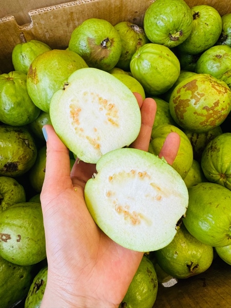 Ổi 