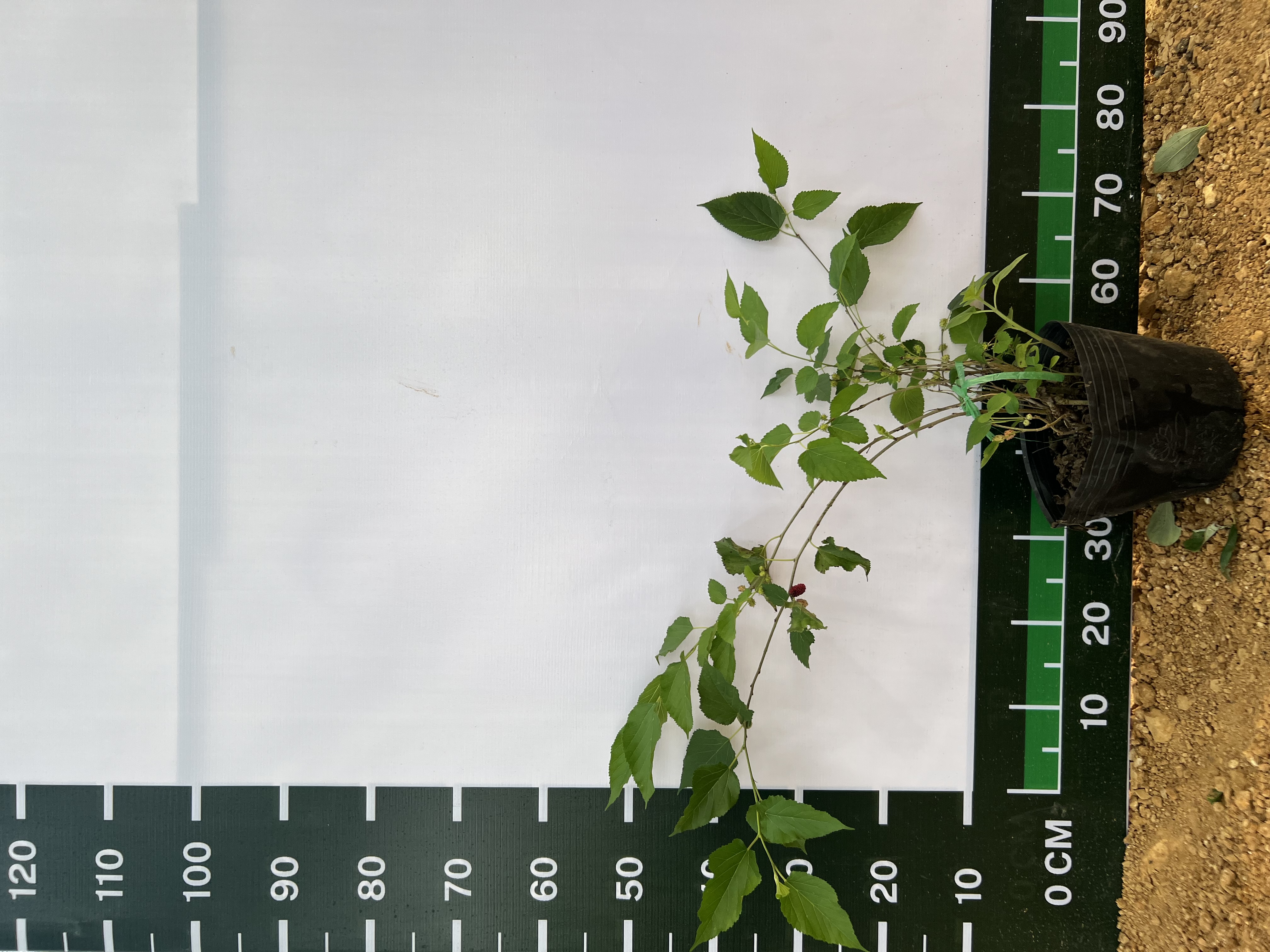 Dâu tằm siêu trái cao 20-30cm PT06 CALATA