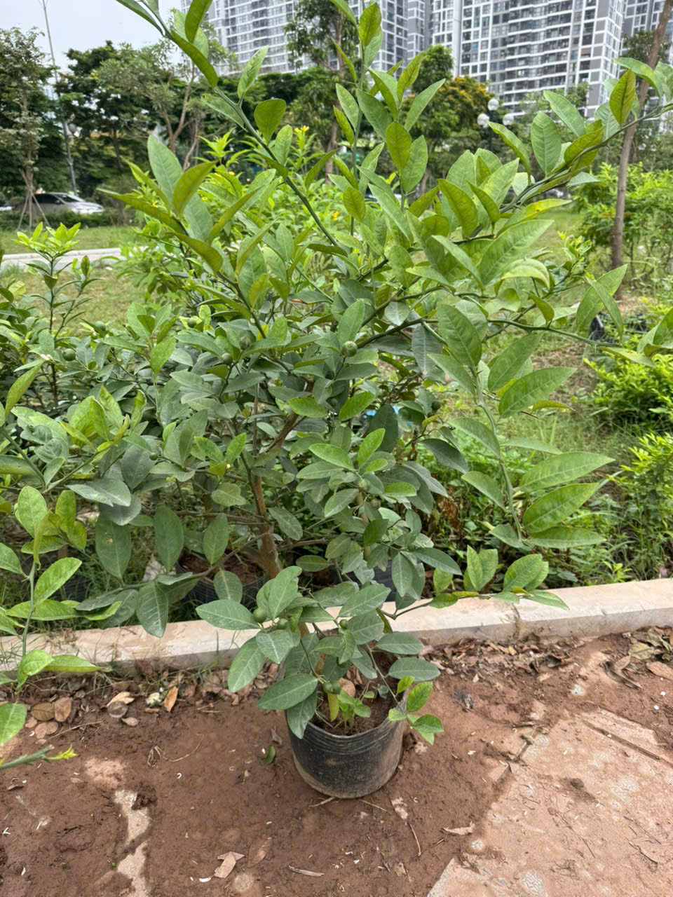 [THANH LÝ] Chanh tứ quý thoát thân cao 60-70cm PT189 CALATA