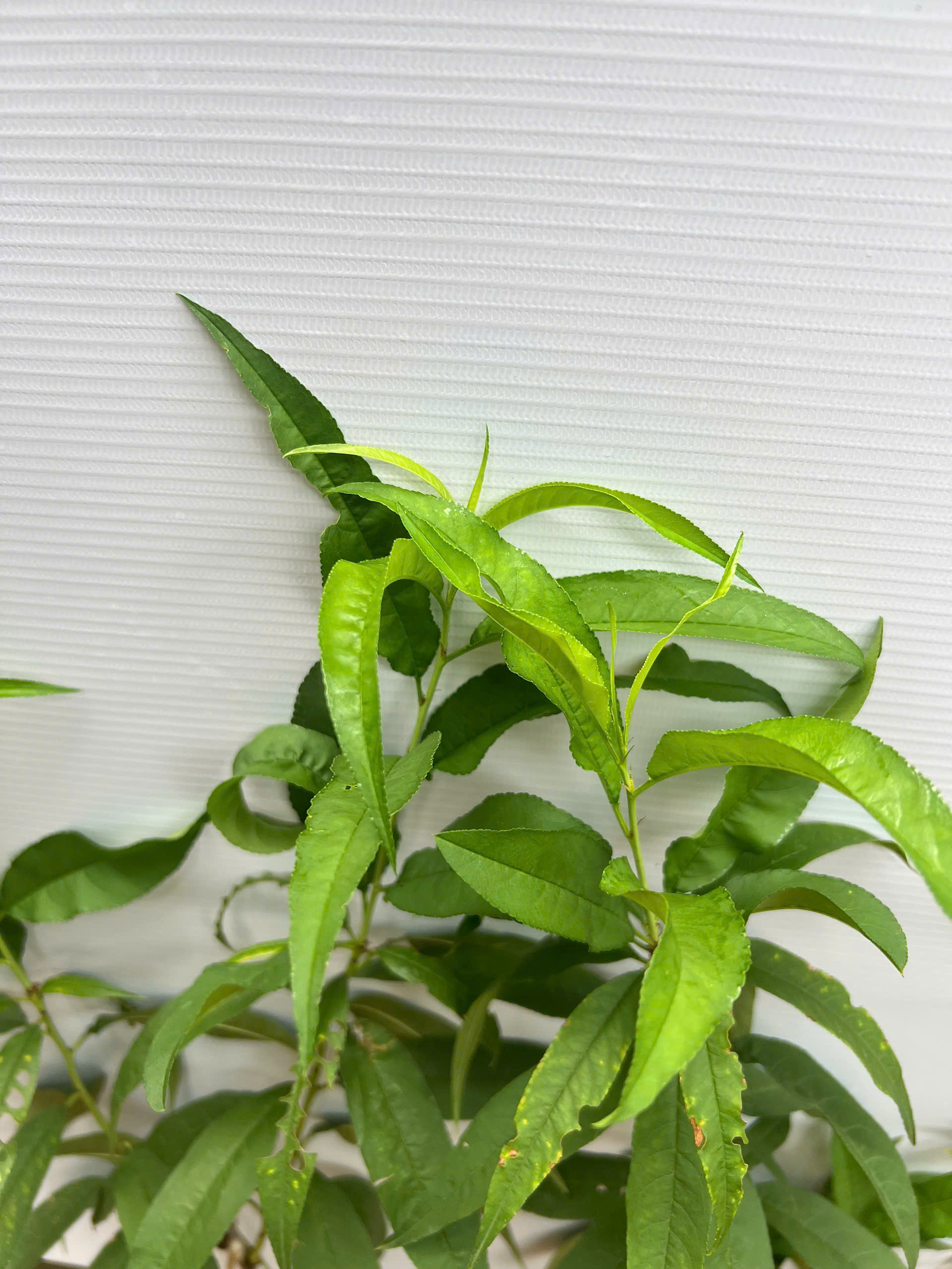 [SIÊU SALE] Đào phai cao 30-40cm PT76 CALATA_thumbnail_2