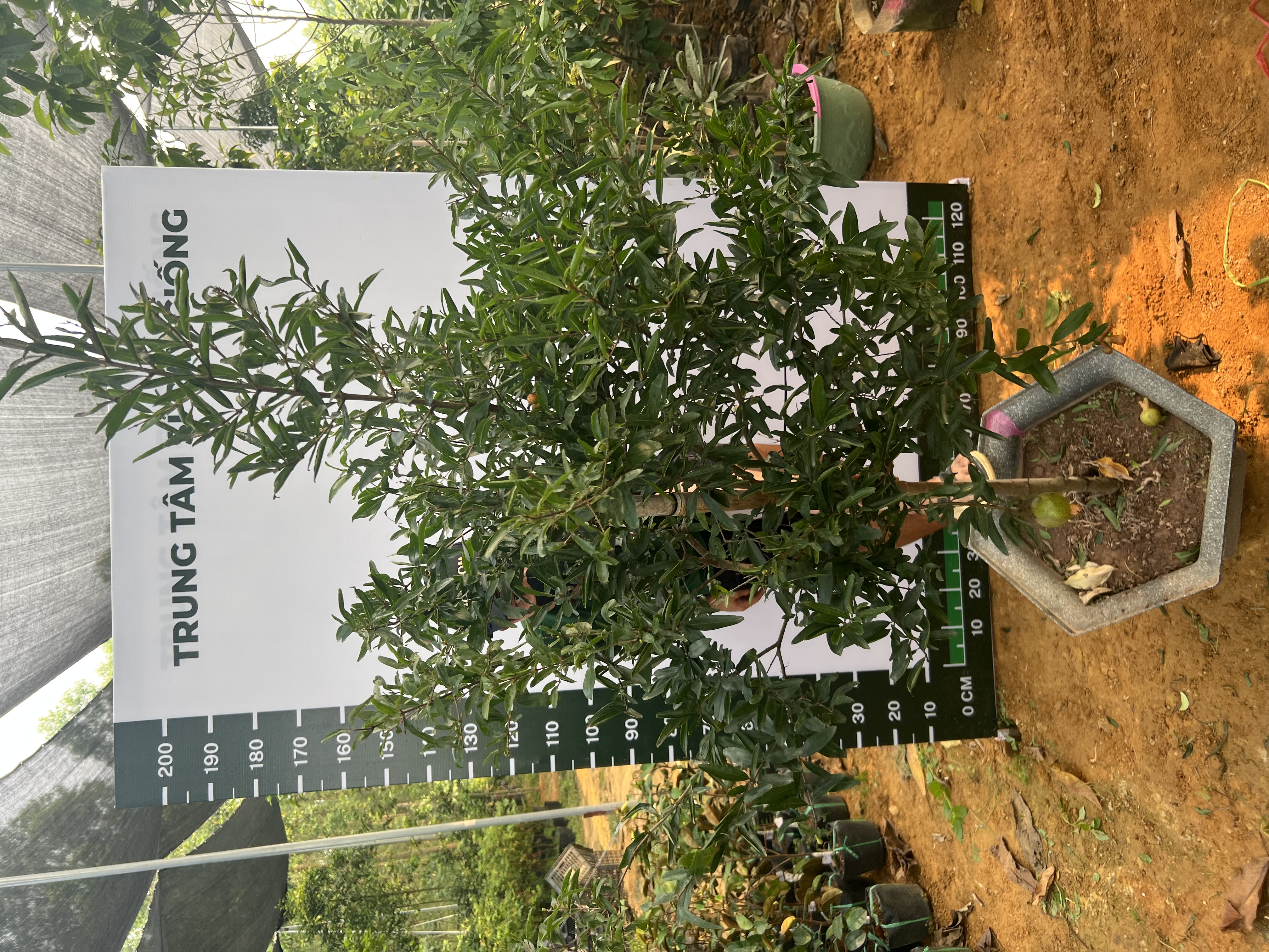 Lựu cao 2-2.2m PT170 CALATA_thumbnail_5