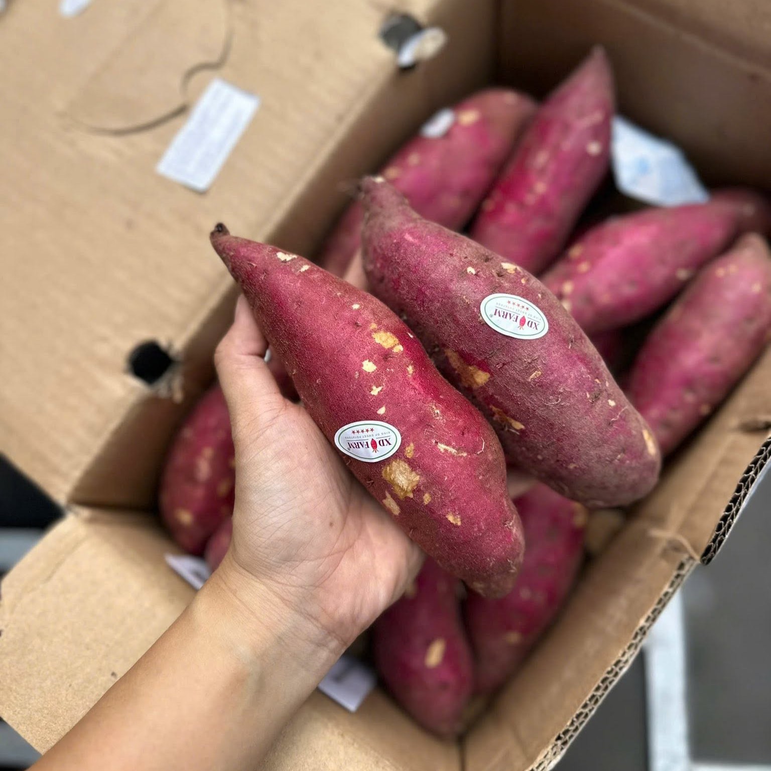 Khoai Lang Nhật Xuất Khẩu