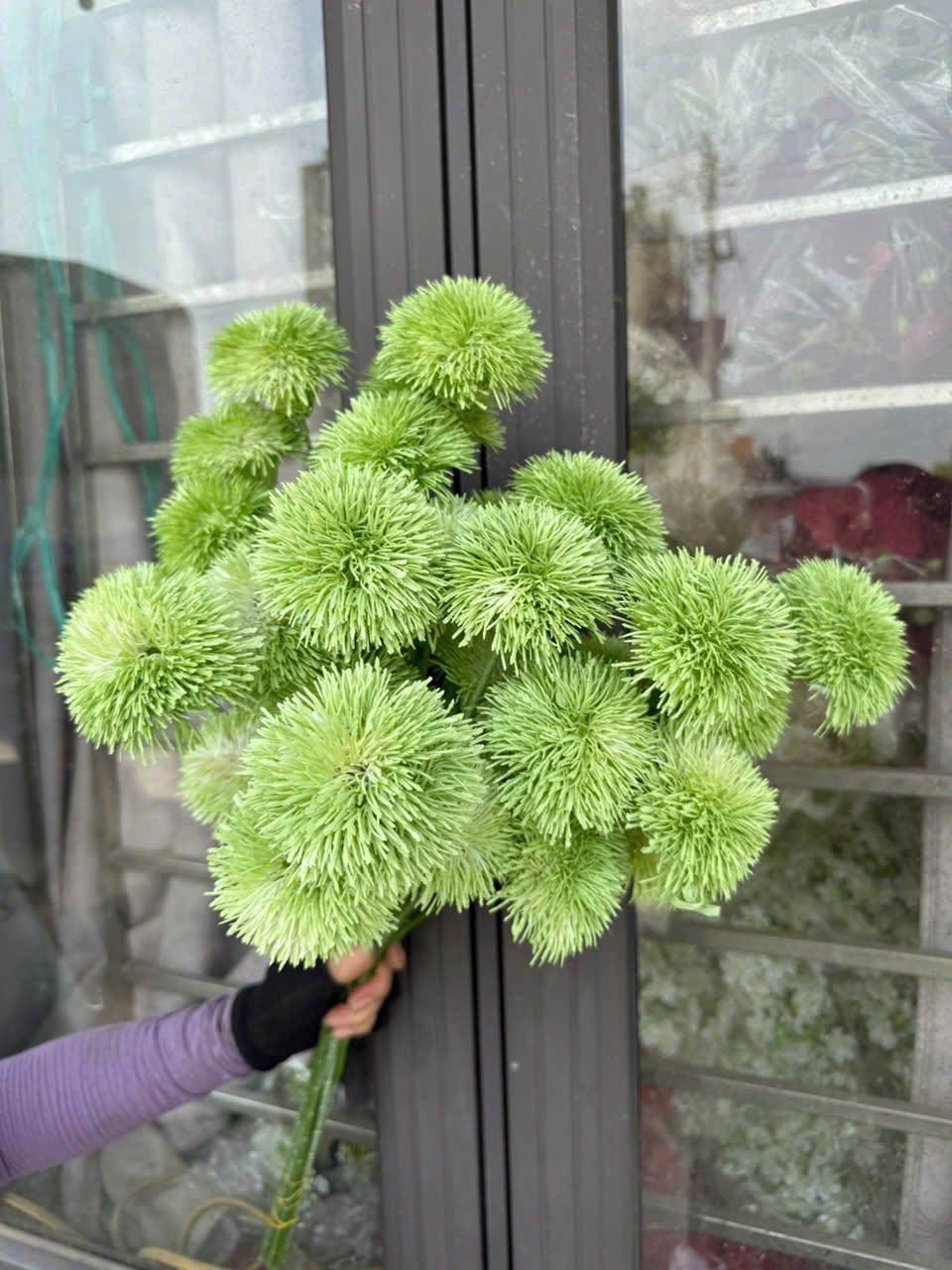 Hoa Thạch Trúc 4B Hoa Lụa Cao Cấp Trang Trí Không Gian Sang Trọng Bền Đẹp Lâu Dài_thumbnail_10