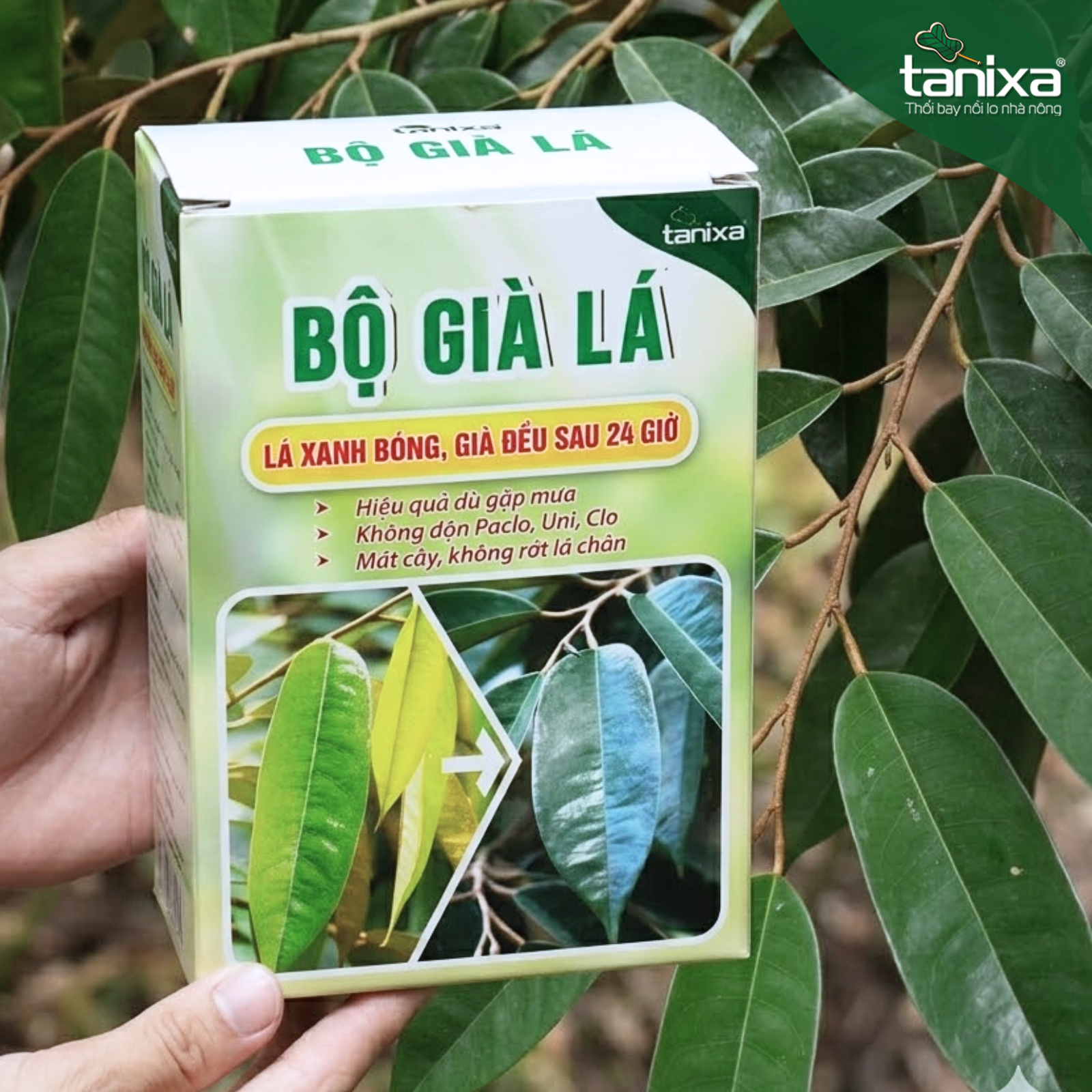 Bộ già lá Tanixa_thumbnail_8