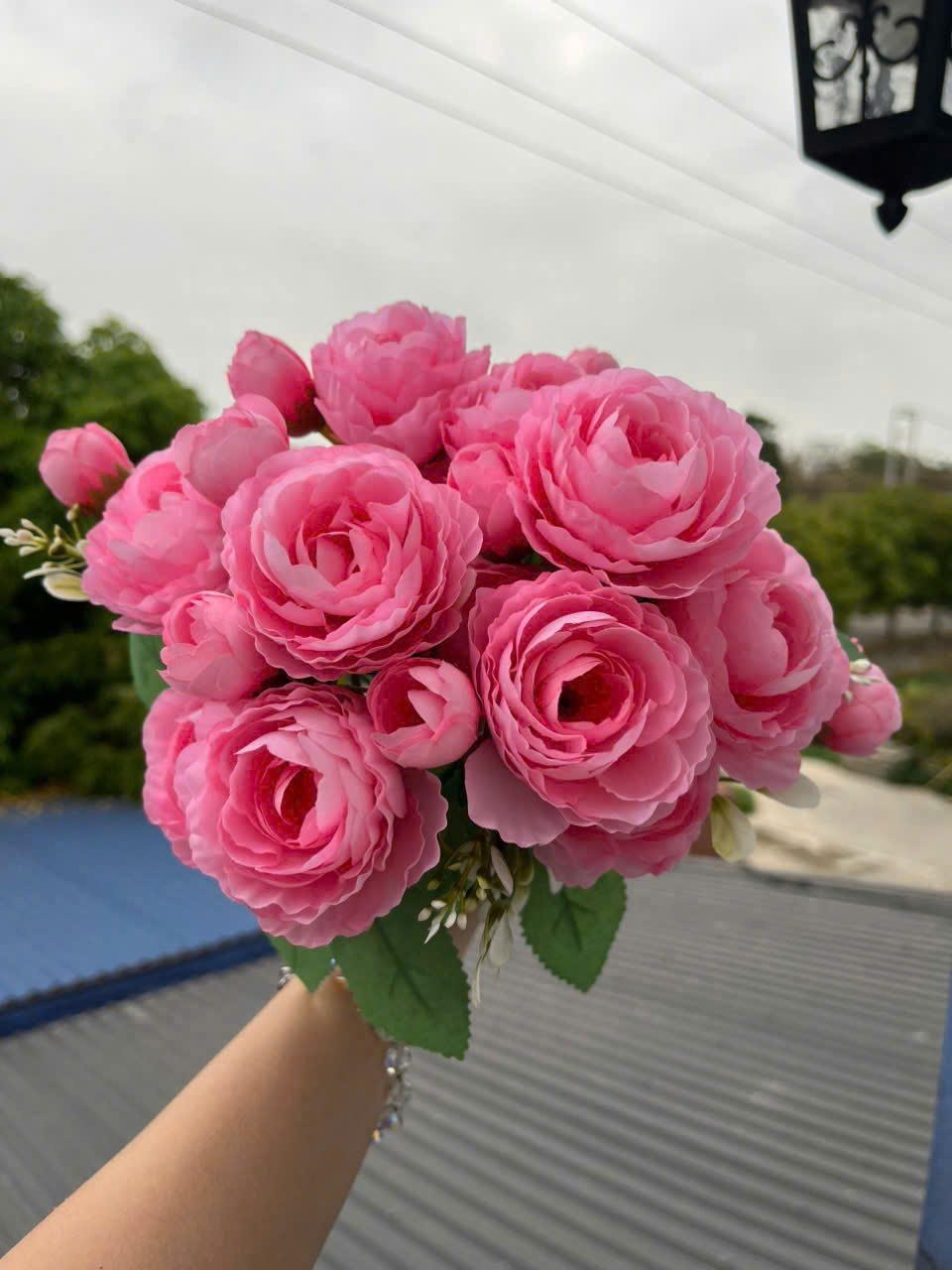 CỤM TRÀ NGỌC_thumbnail_6