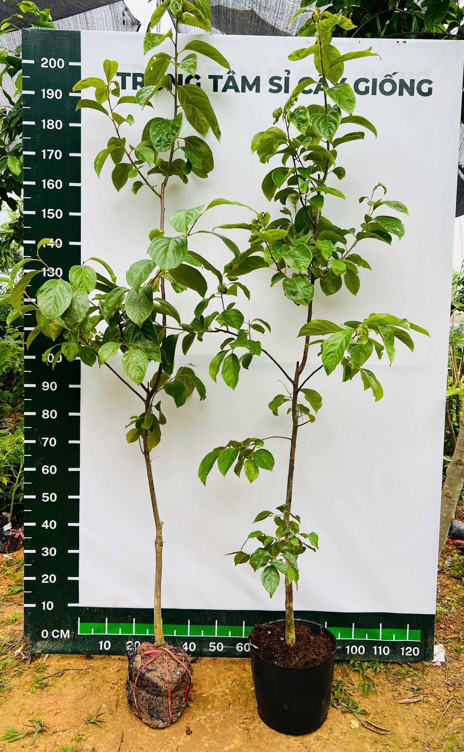 Hồng đỏ cao 1,7-1,8m PT229 CALATA_thumbnail_5