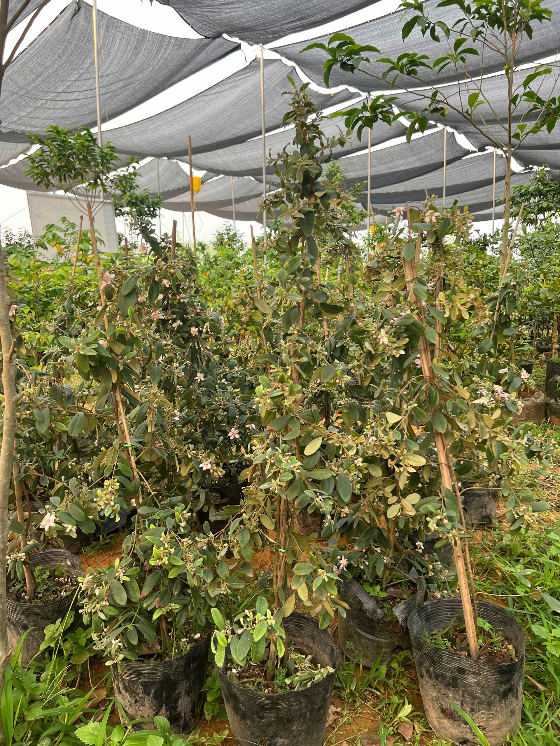 Sim cao 1.3-1.5m PT162 CALATA