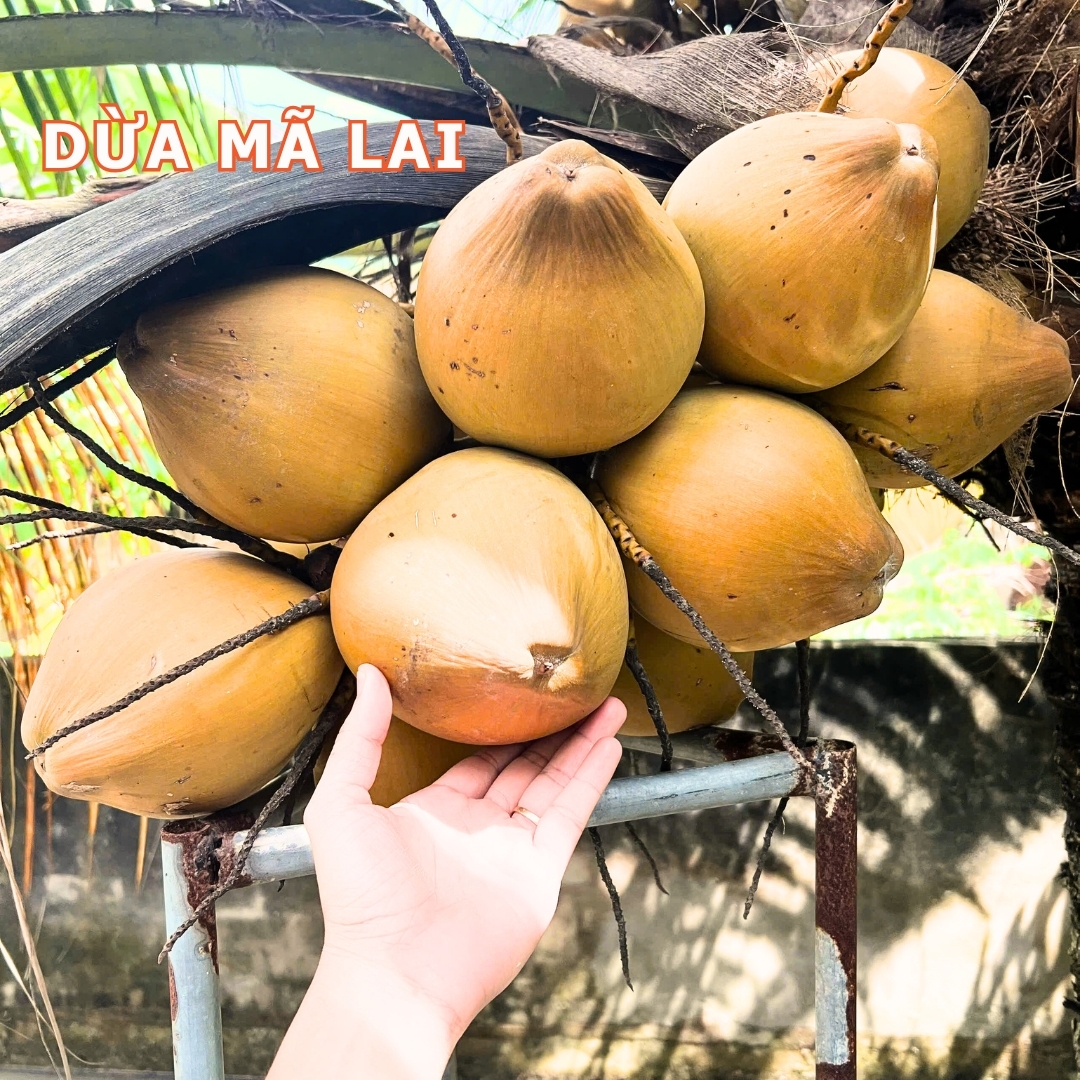 Dừa xiêm đỏ Mã Lai cao 20-30cm PT24 CALATA_thumbnail_4