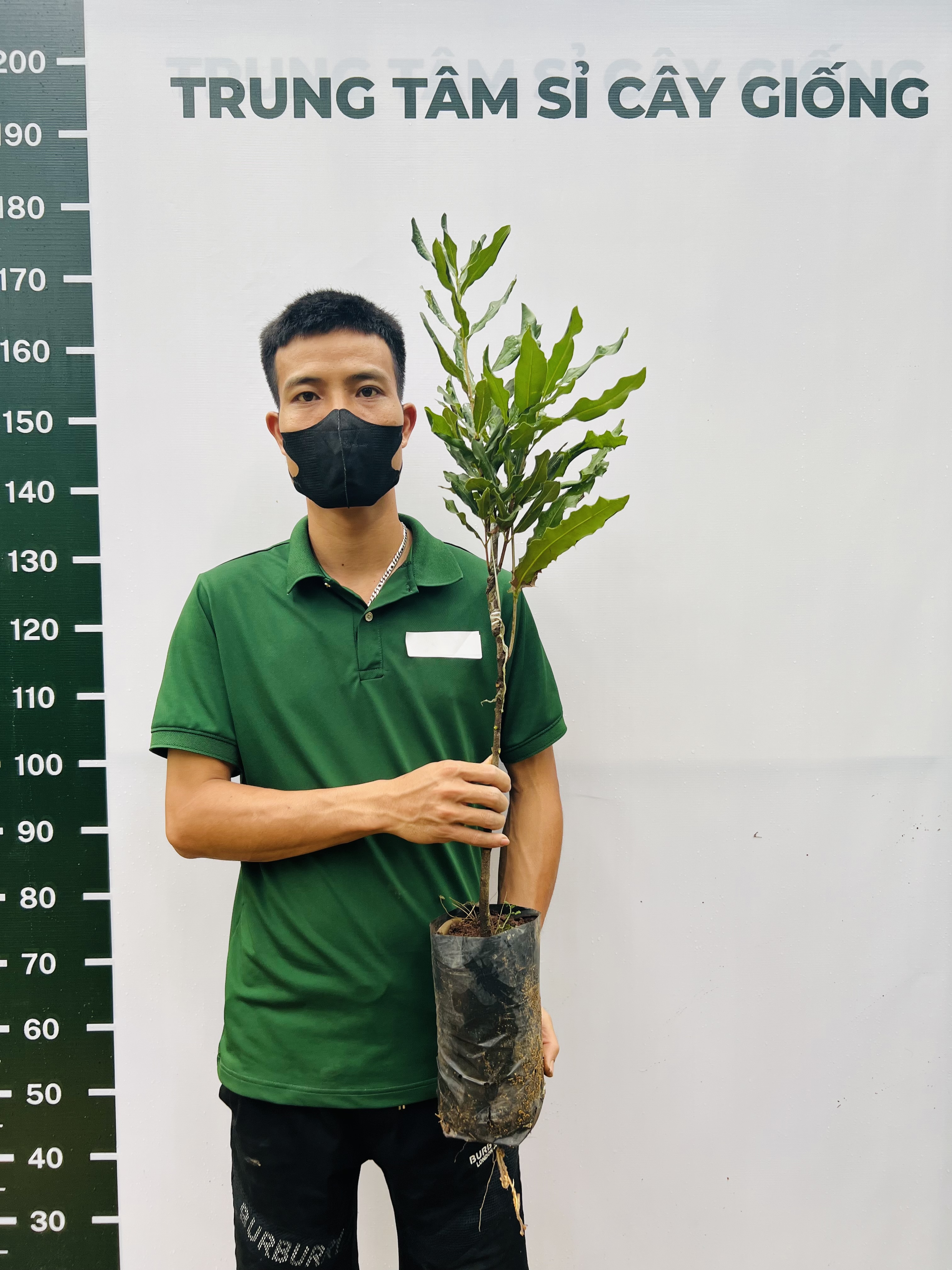 Mắc ca cao 70-90cm PT180 CALATA_thumbnail_6