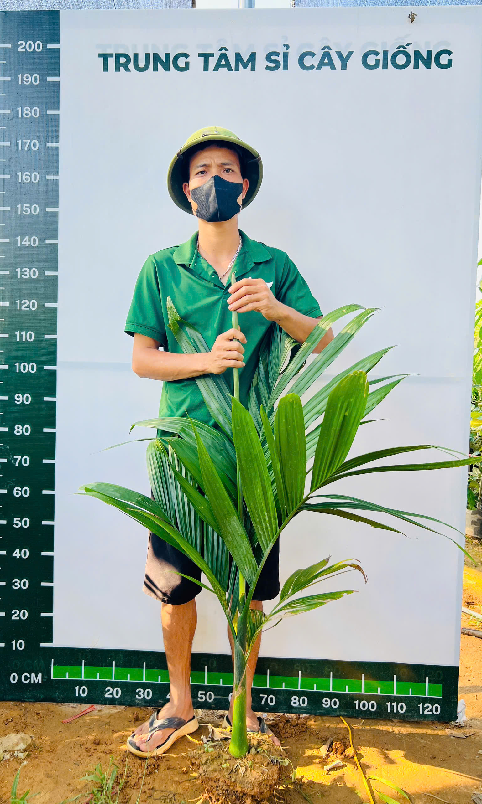 Cau tứ quý cao 70-80cm PT70 CALATA_thumbnail_1