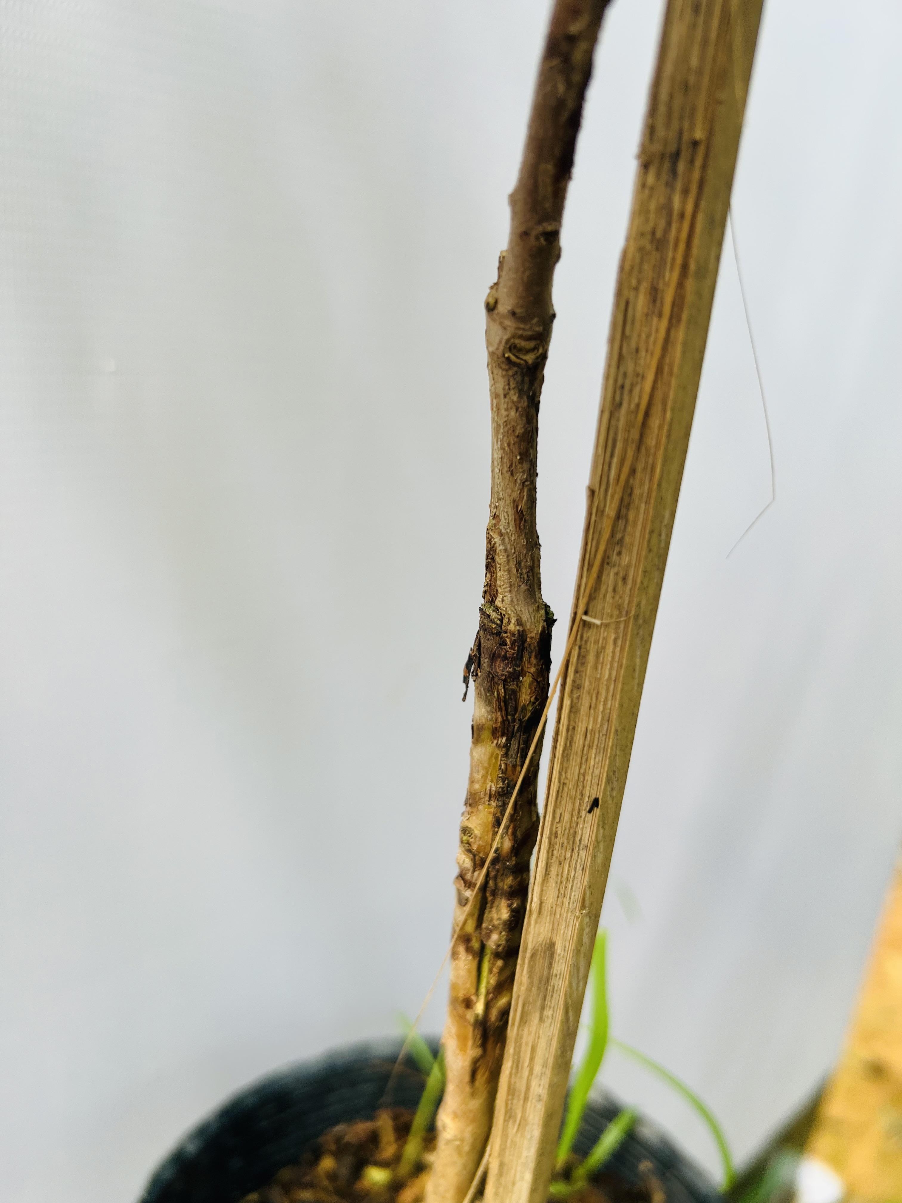 Ổi Sisaket 3 ghép cành cao 45-60cm OSK-01 CALATA_thumbnail_4