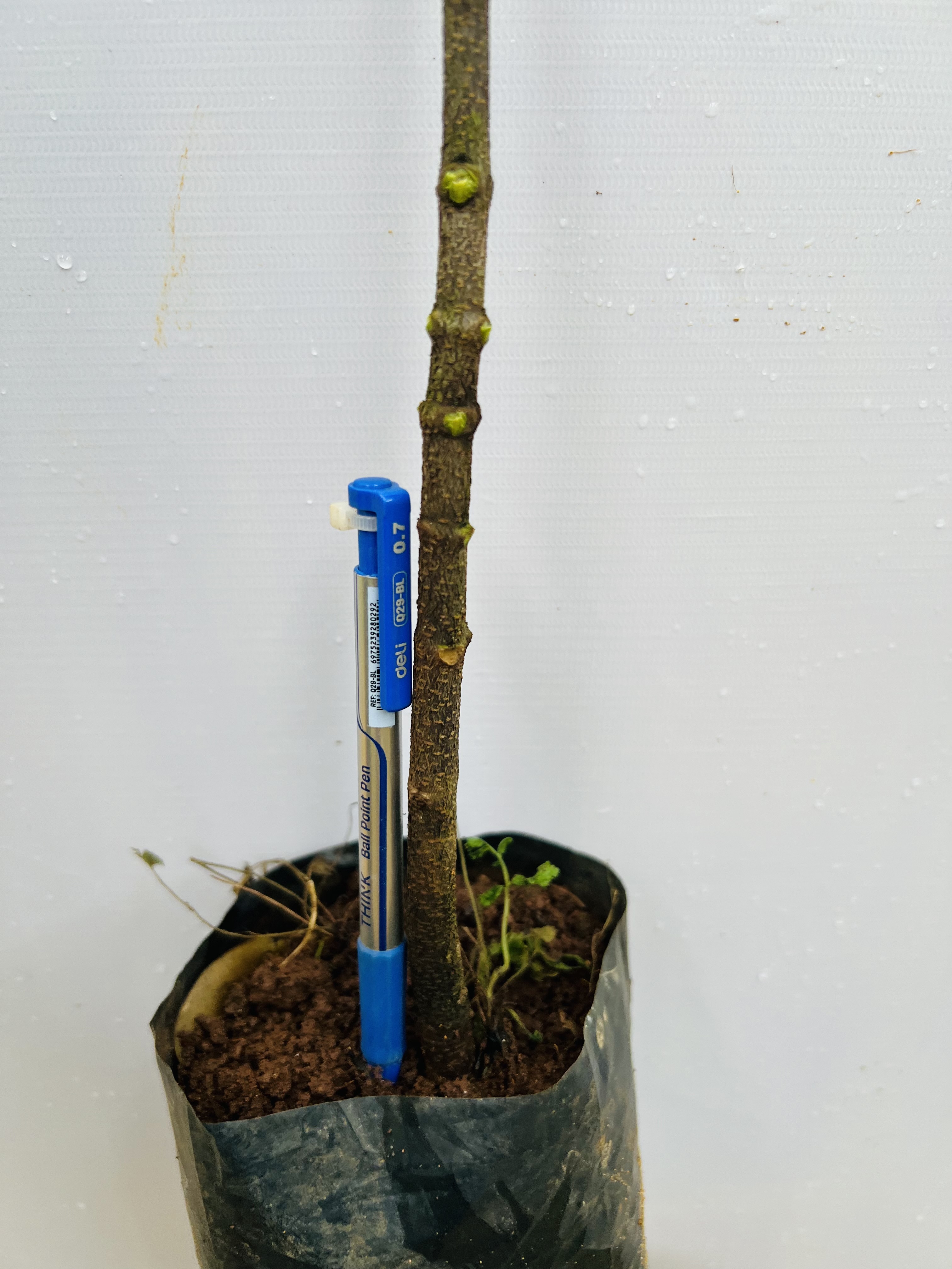 Mắc ca cao 70-90cm PT180 CALATA_thumbnail_4