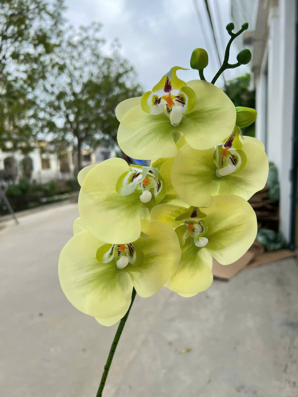 Cành Lan Ướt 7 Bông Hoa Lụa Trang Trí Đám Cưới – Sang Trọng Như Hoa Thật, Decor Sự Kiện Cao Cấp, Bền Đẹp Tiết Kiệm_thumbnail_18