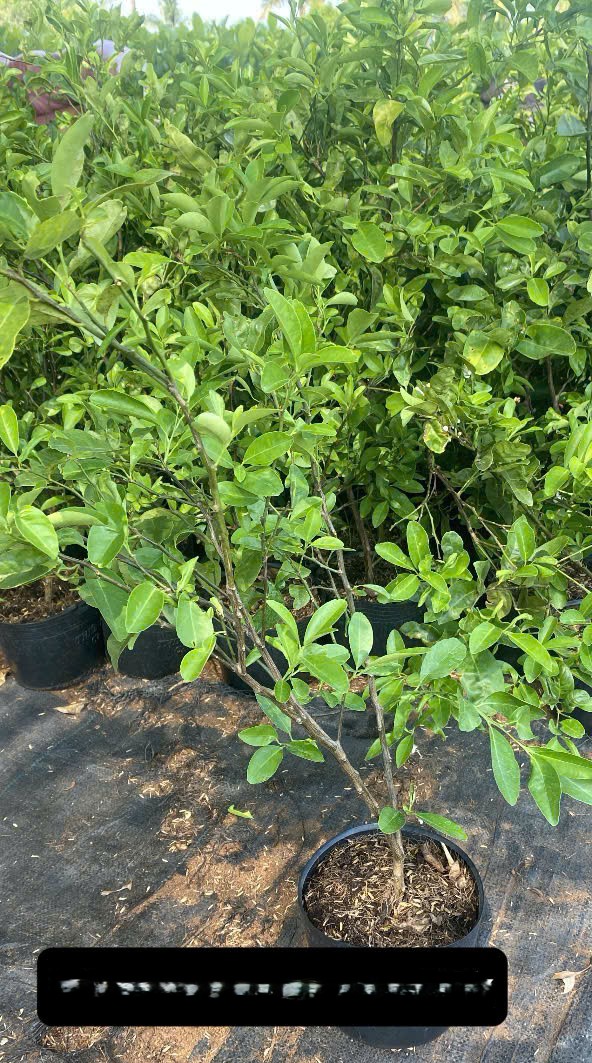 [SIÊU SALE] Chanh tứ quý cao 70-90cm PT243 CALATA