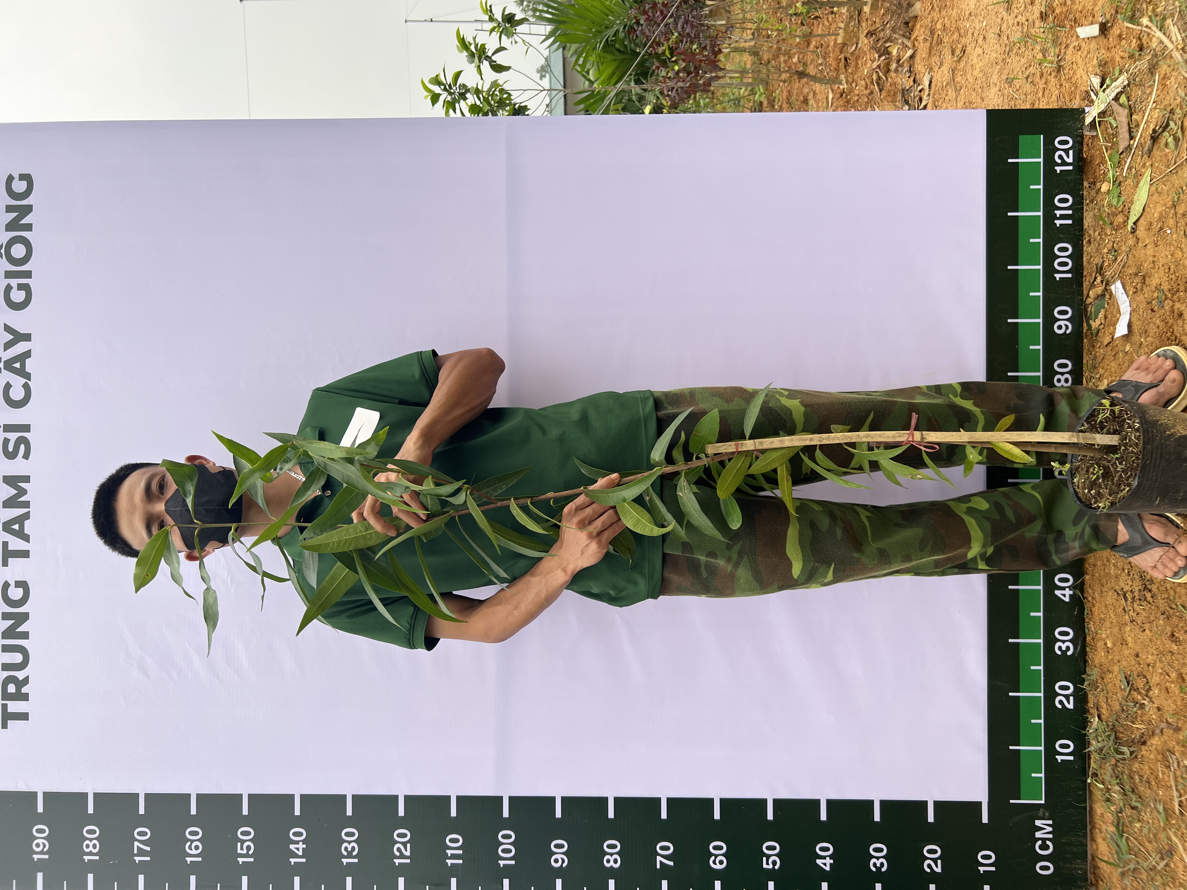 [SIÊU SALE] Mận lý cao 40-60cm PT49 CALATA_thumbnail_1
