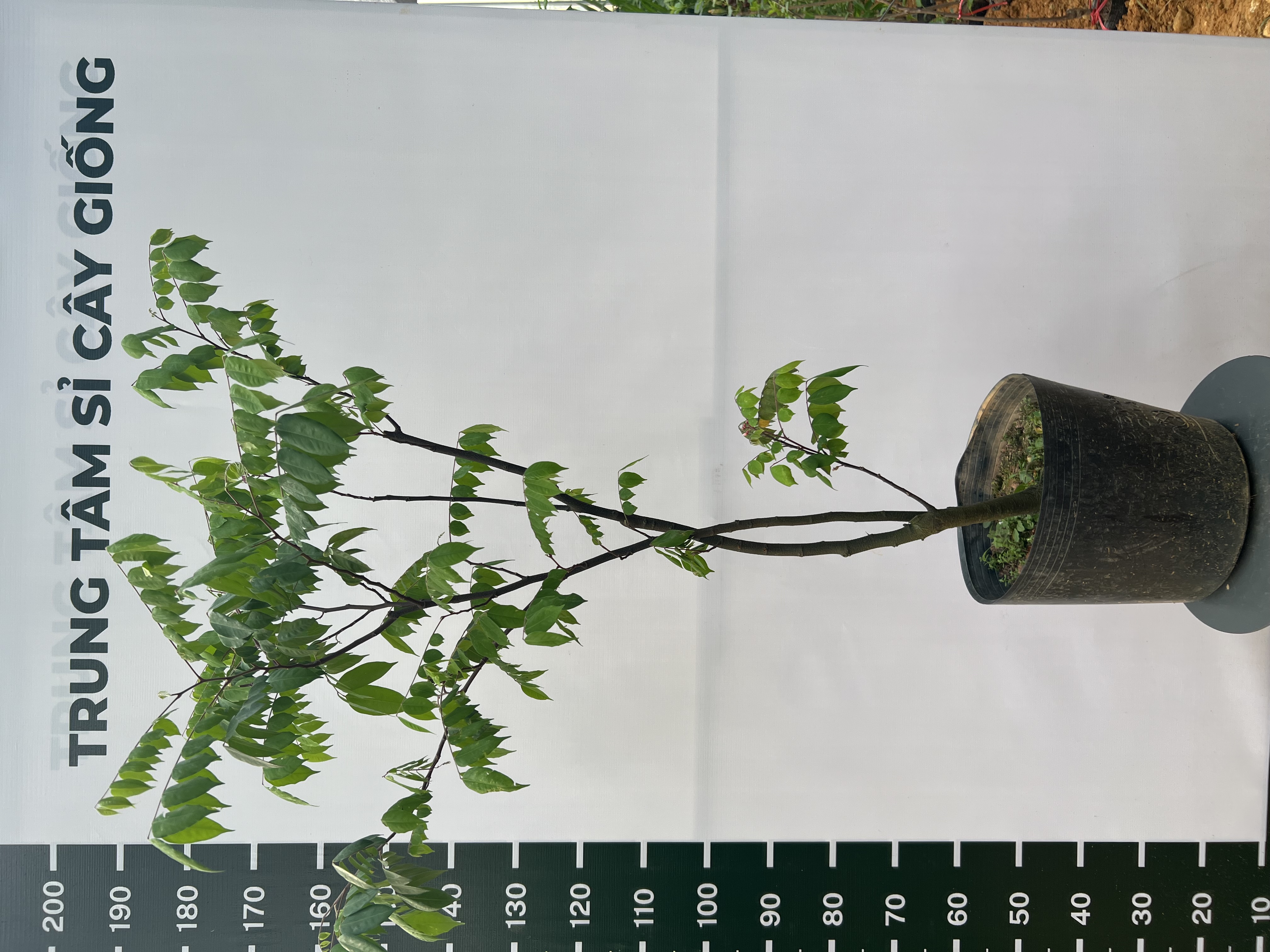 [THANH LÝ] Khế chua cao 60-80cm PT161 CALATA_thumbnail_2