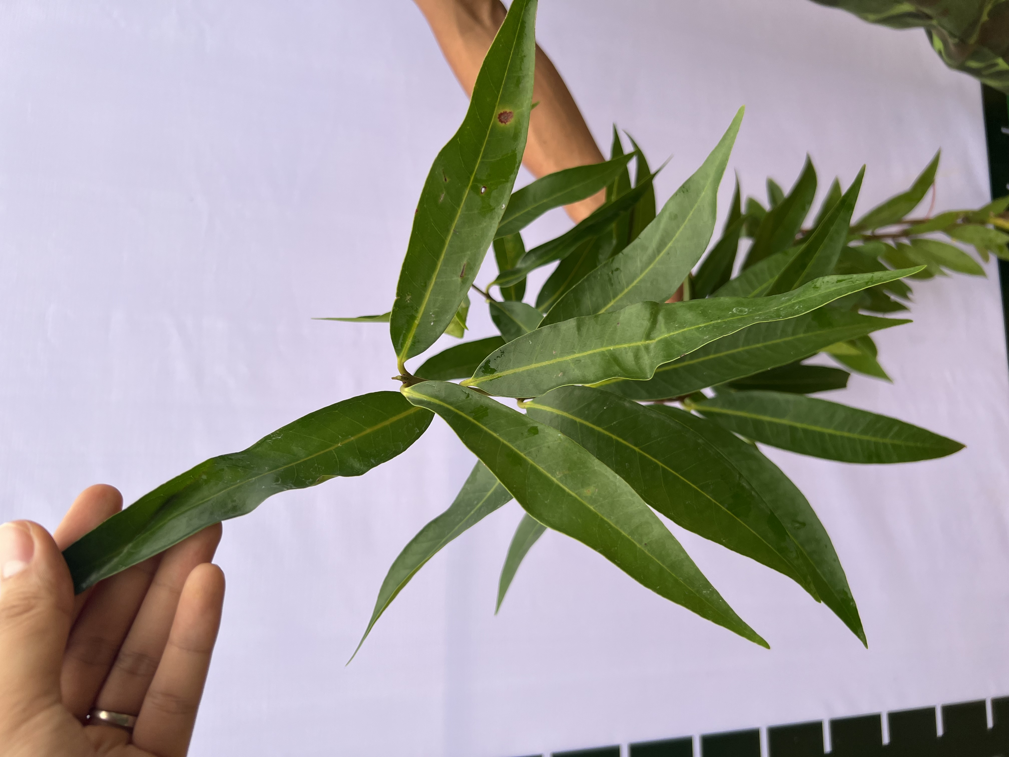 [SIÊU SALE] Mận lý cao 40-60cm PT49 CALATA_thumbnail_3