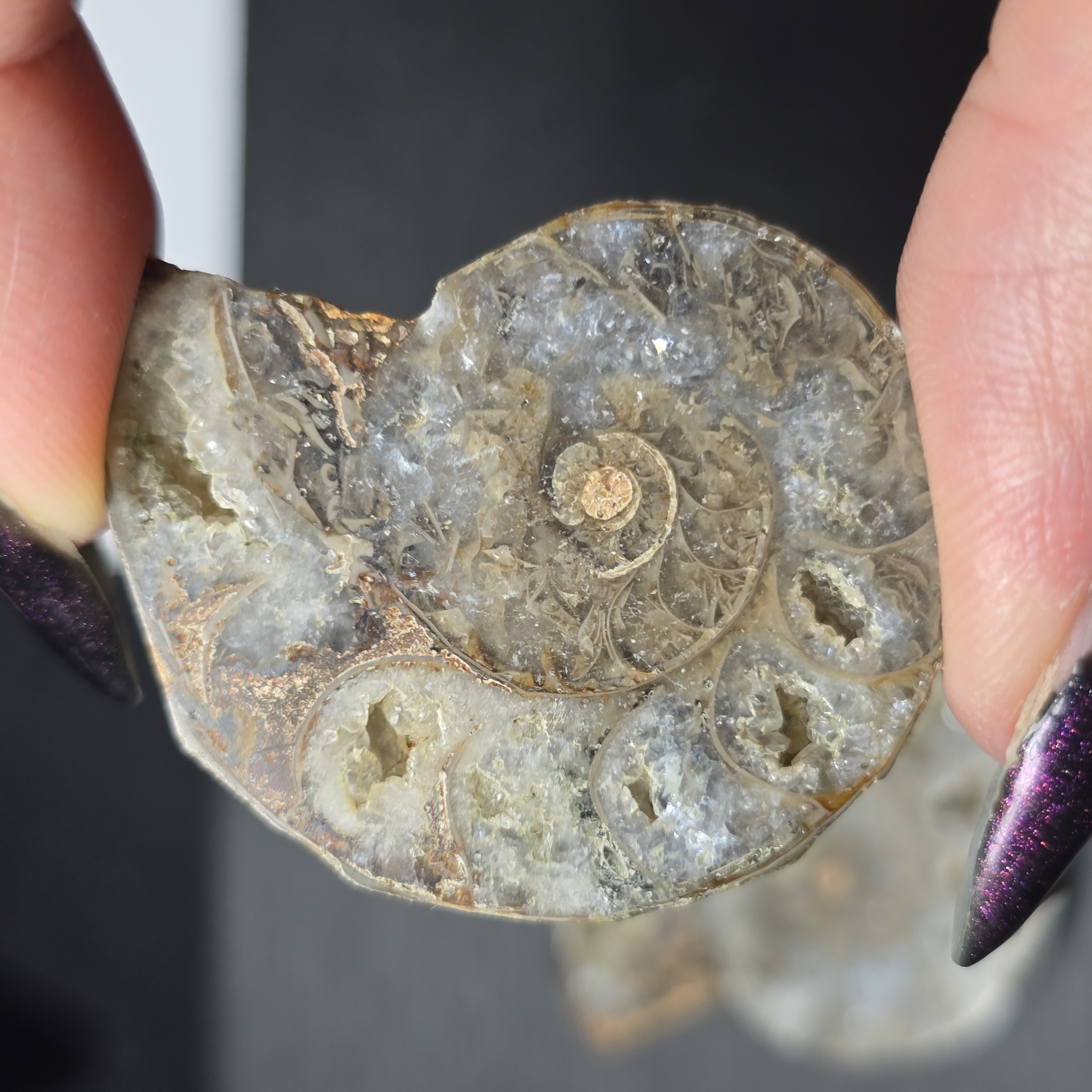 Hóa thạch Cleoniceras (Ammonite) – Kỷ Phấn Trắng - 1 CON CHIA 2 NỬA