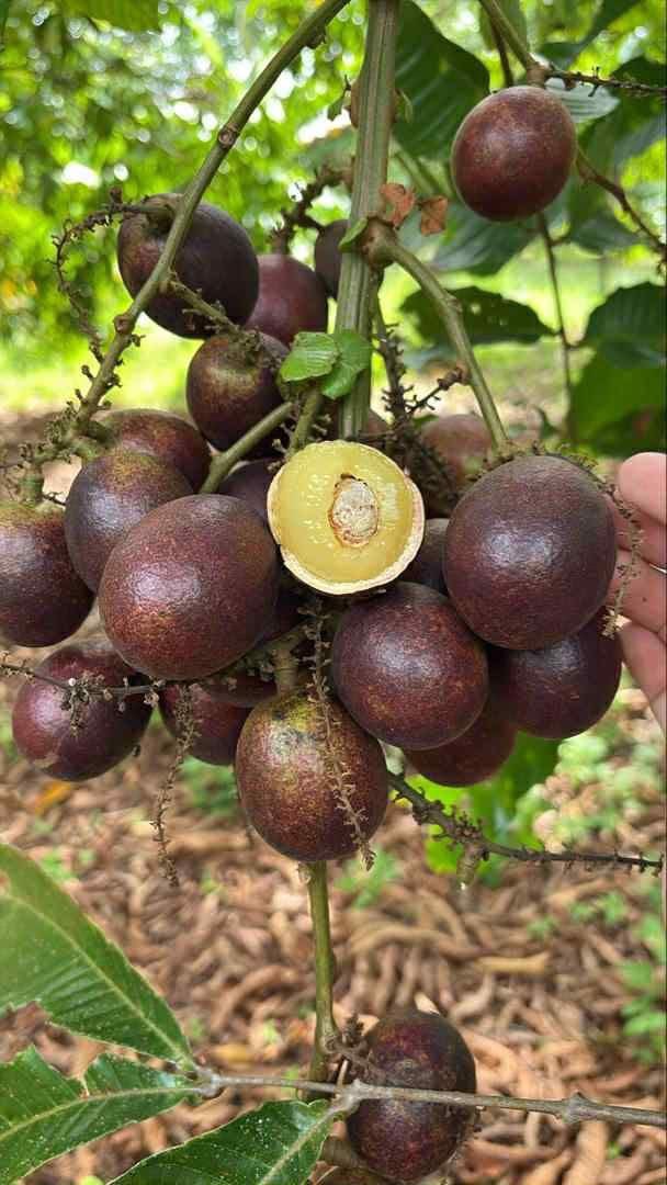 Nhãn matoa cao 40-50cm_thumbnail_3