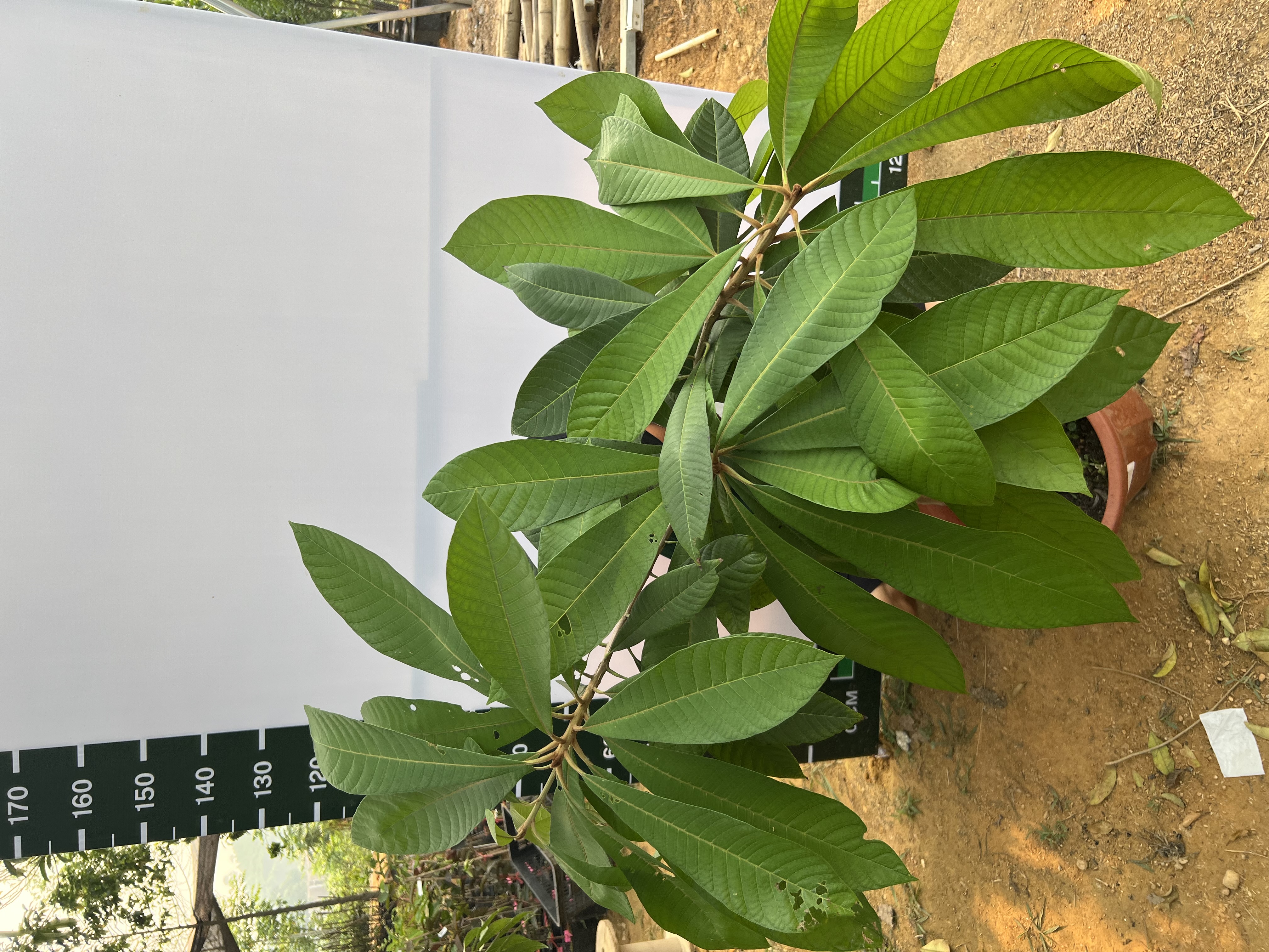 Hồng xiêm ruột đỏ cao 1.2-1.5m PT171 CALATA_thumbnail_5