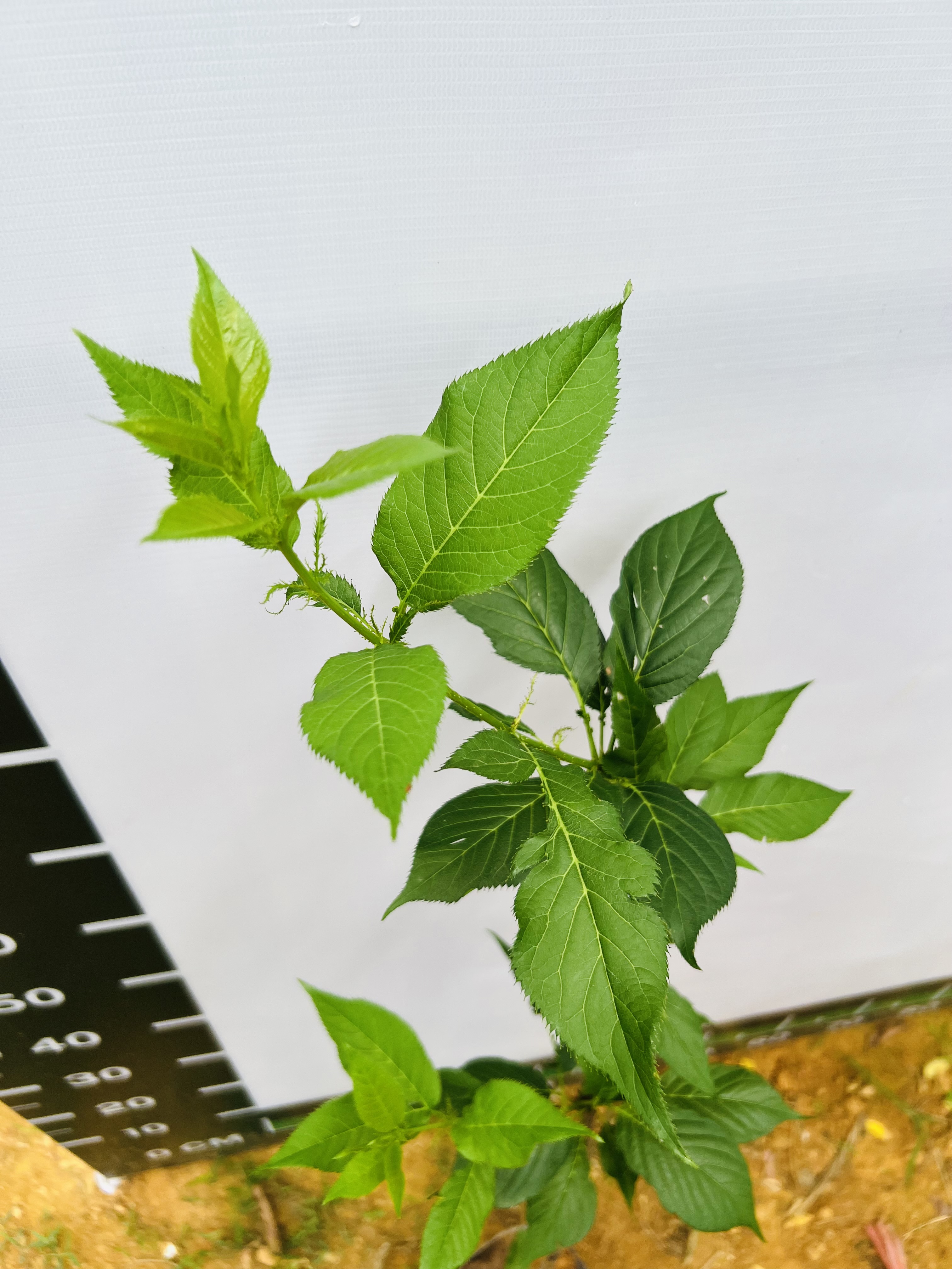 Hoa anh đào cao 1-1.2m PT175 CALATA_thumbnail_2