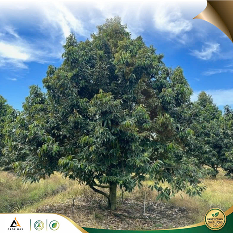 Amino CMX – Giải Pháp Amino Acid Sinh Học Nhập Khẩu Thổ Nhĩ Kỳ_thumbnail_6