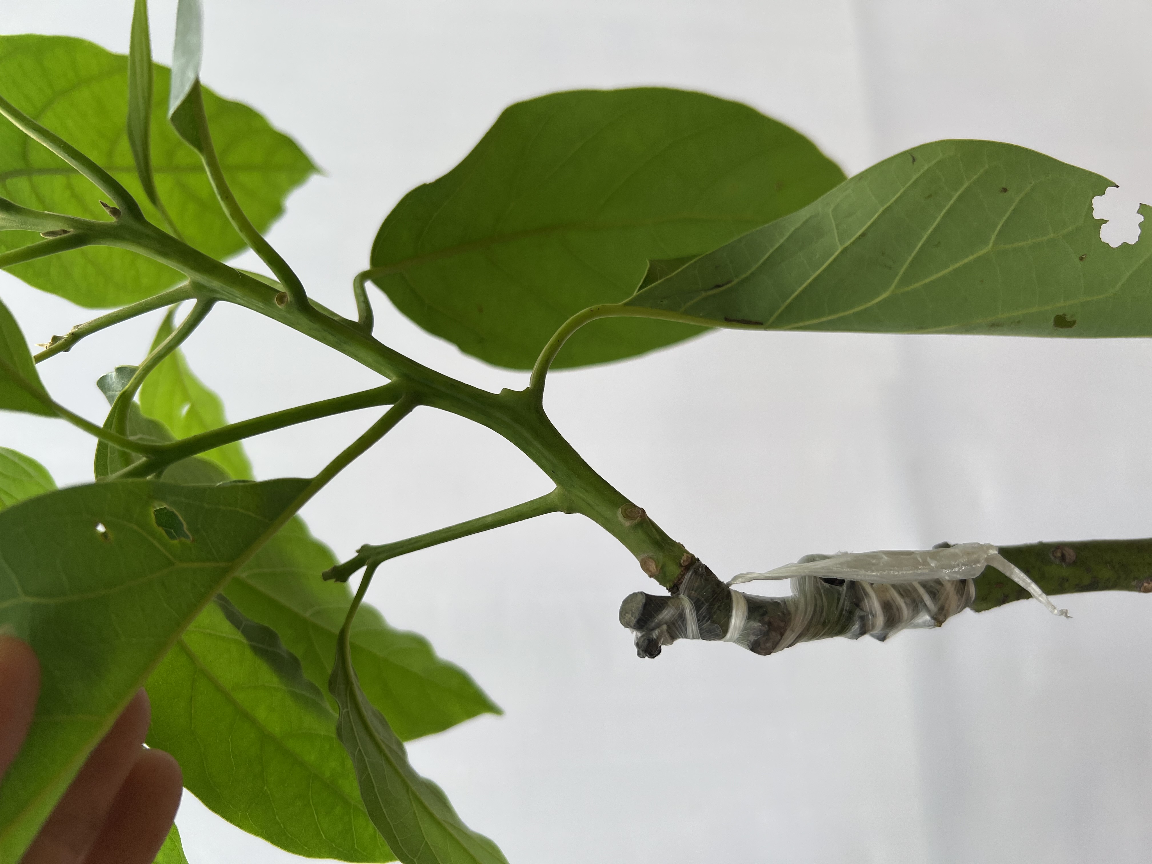 Bơ 034 cao 1-1.2m PT173 CALATA_thumbnail_5