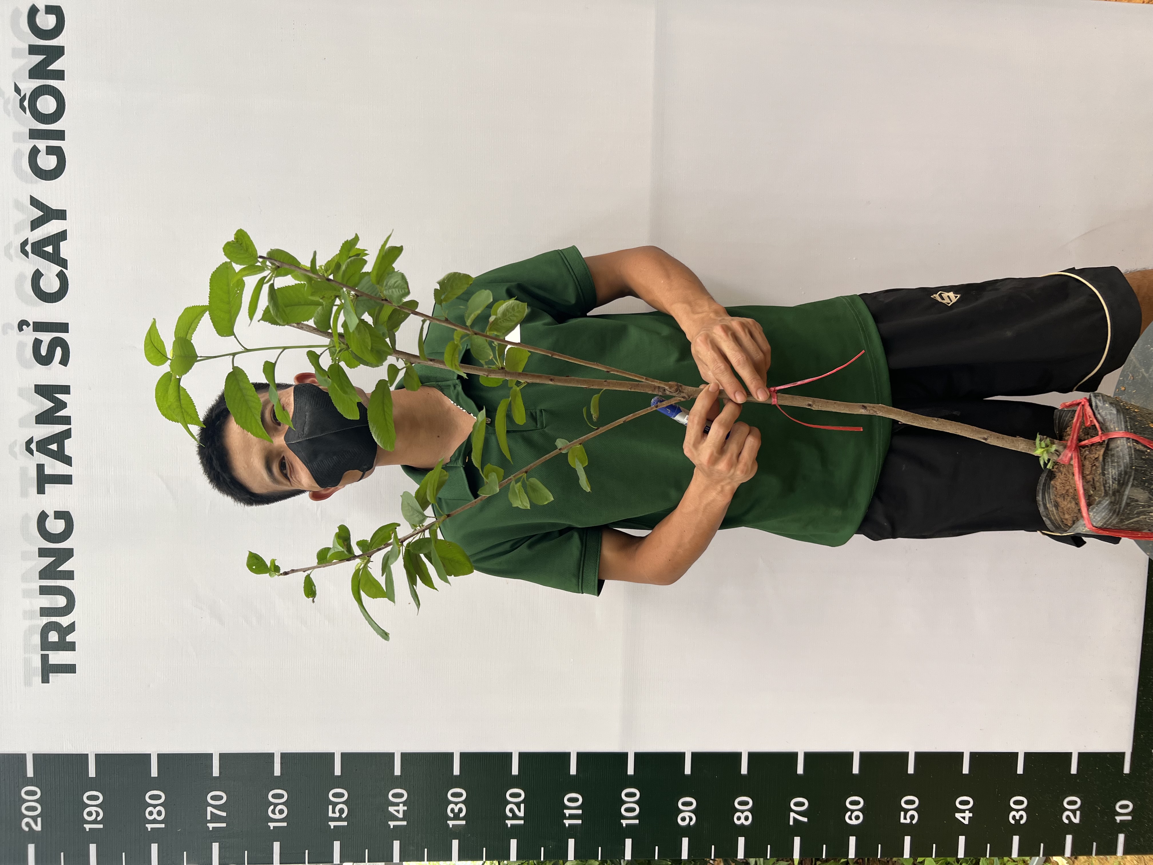 Cherry anh đào cao 1-1.2m PT176 CALATA_thumbnail_1