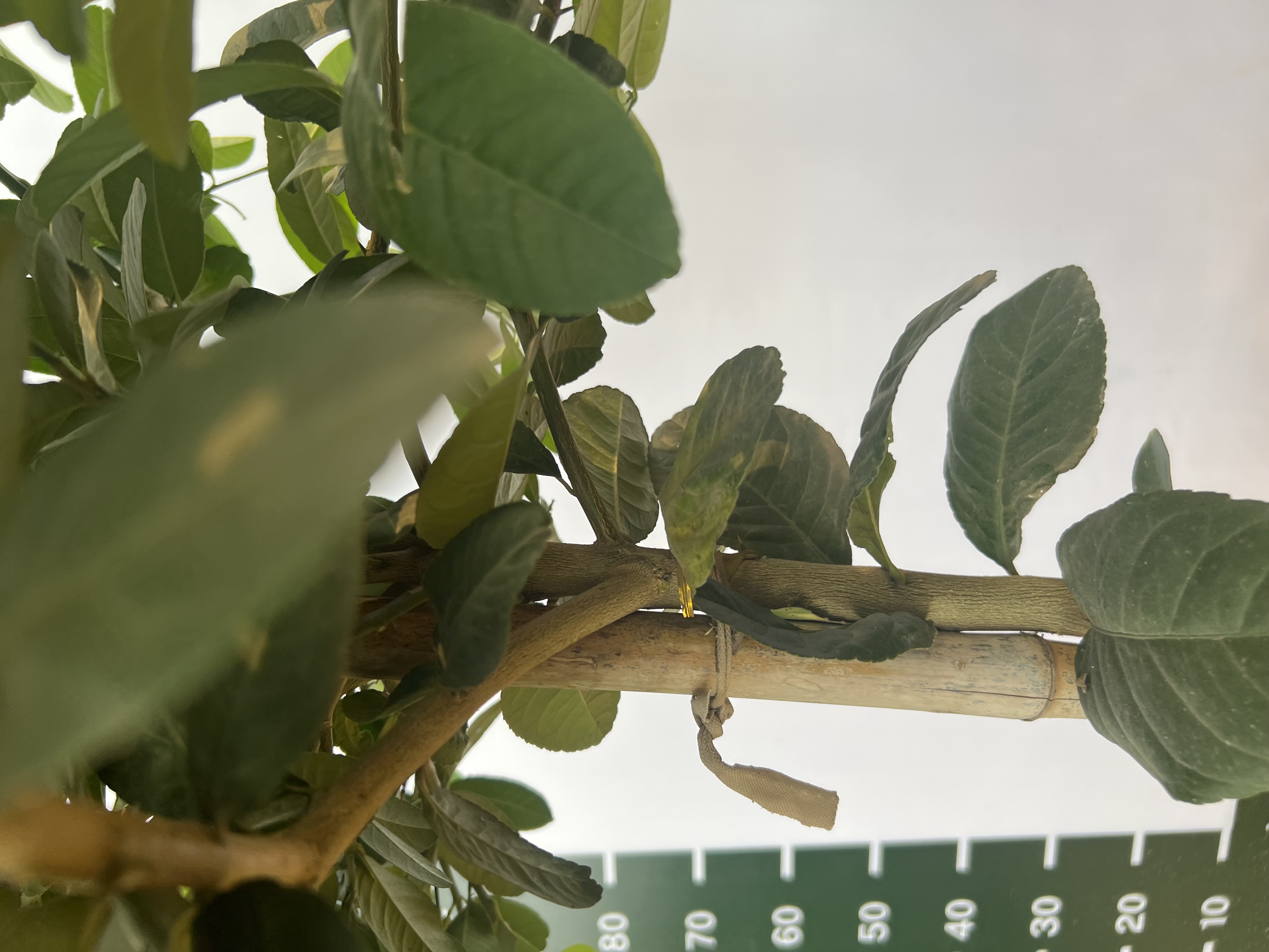 Chanh vàng mỹ cao 1.5-1.8m PT159 CALATA_thumbnail_7