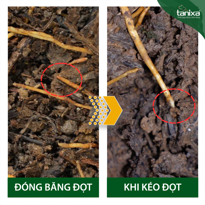 Bộ đóng băng đọt_thumbnail_10