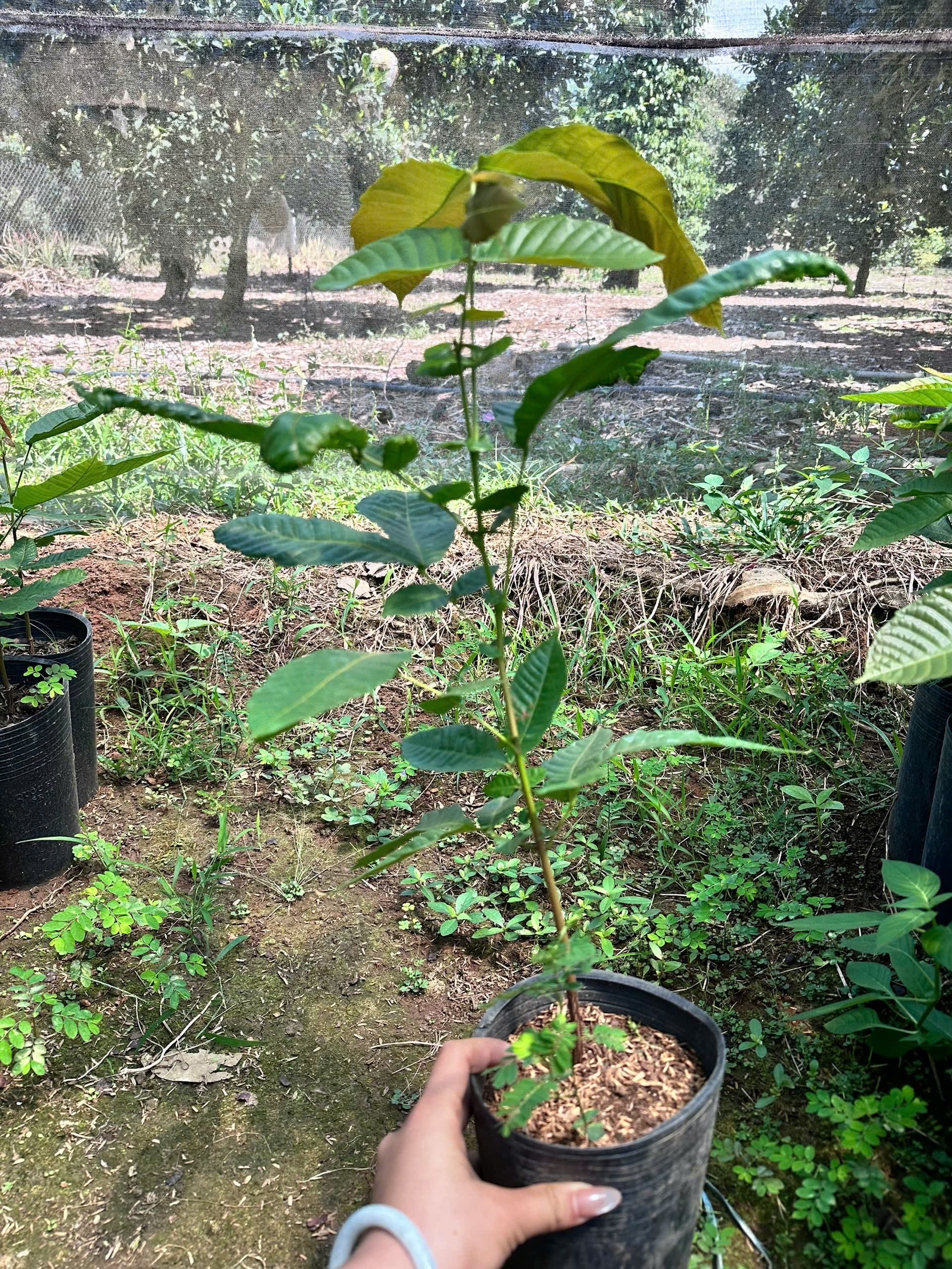 Nhãn matoa cao 40-50cm