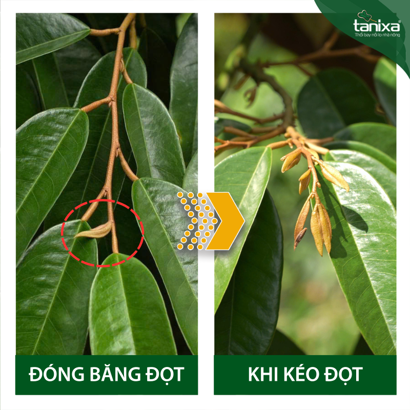 Bộ đóng băng đọt_thumbnail_11