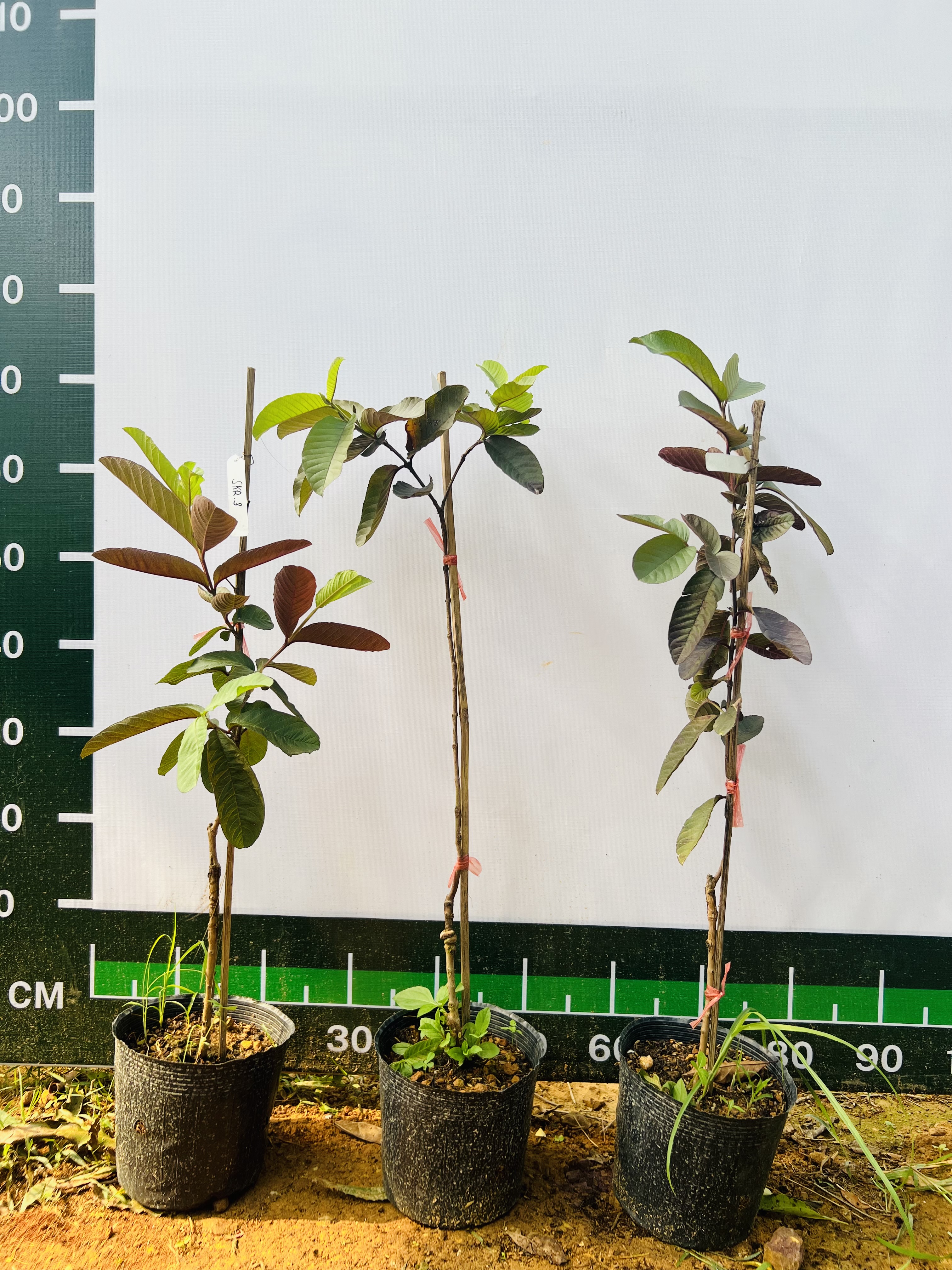 Ổi Sisaket 3 ghép cành cao 45-60cm OSK-01 CALATA_thumbnail_9