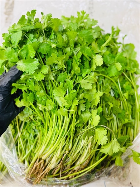 Ngò mùi | 50g ( túi )