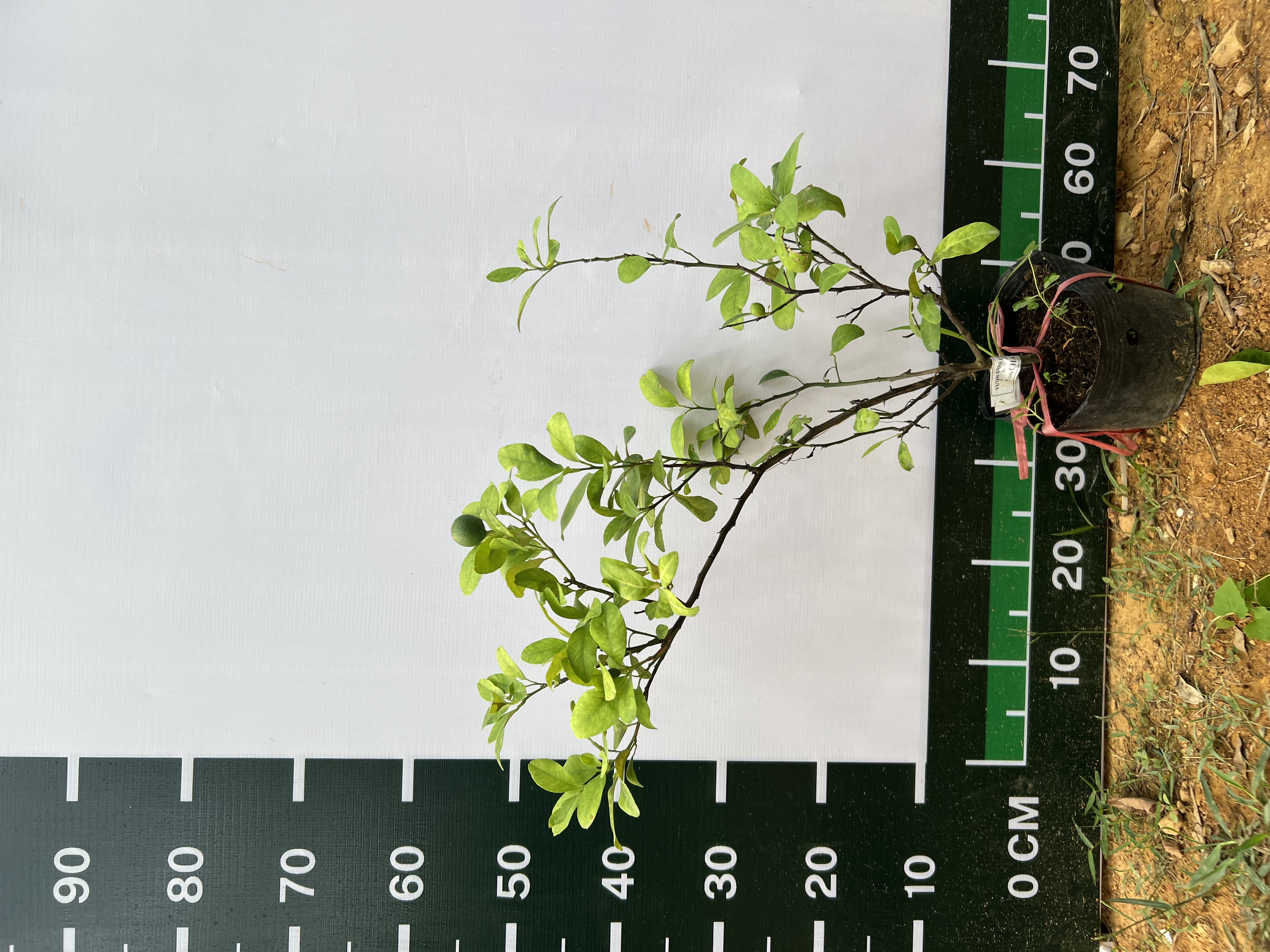 Chanh tứ quý cao 70-80cm PT20 CALATA
