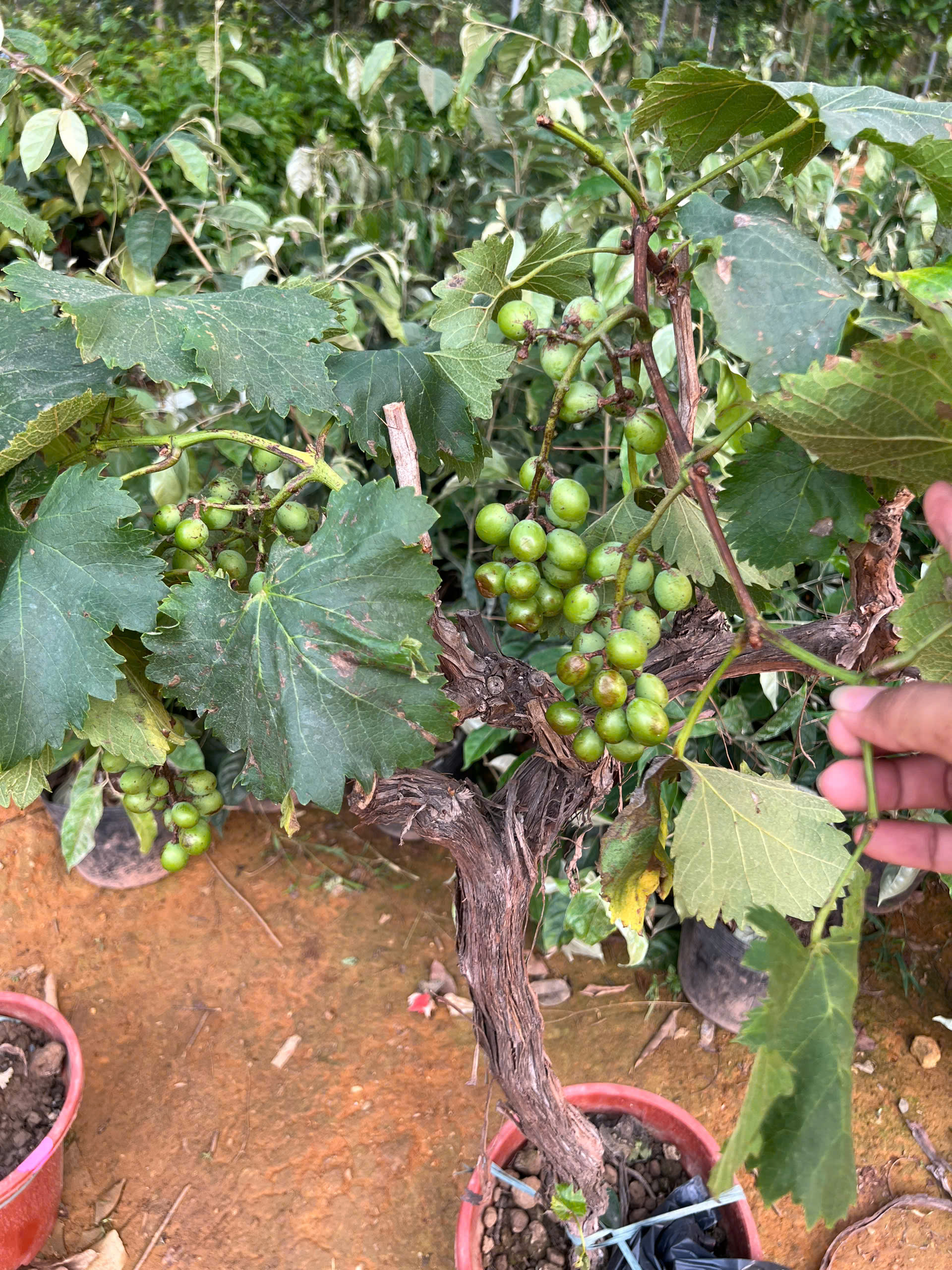 Nho xanh cao 1.3-1.5m PT169 CALATA_thumbnail_1