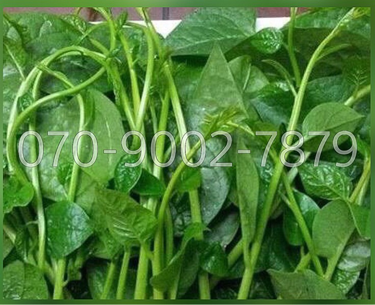 Rau mồng tơi | 400gr