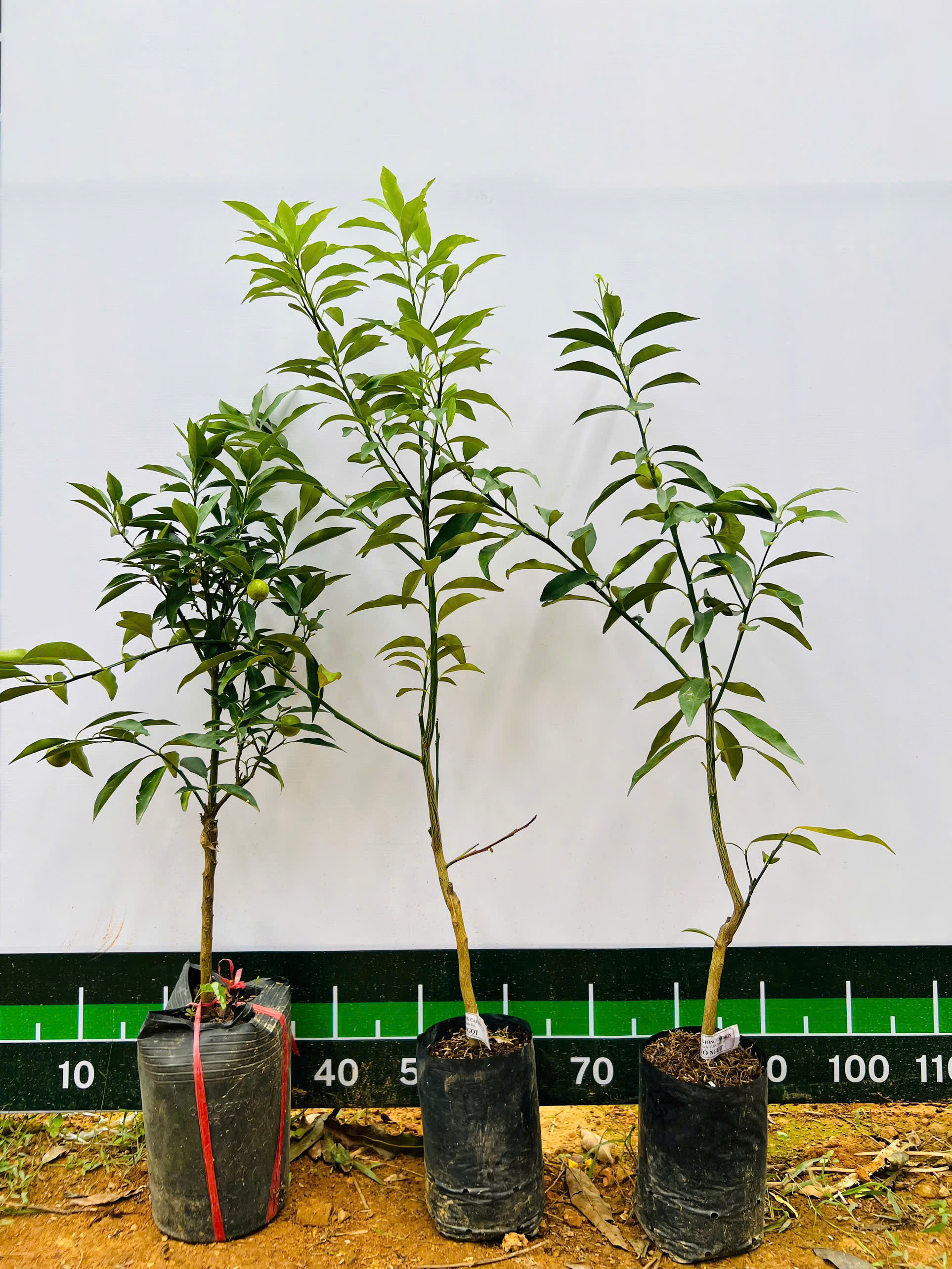 [SIÊU SALE] Tắc vỏ ngọt cao 20-30cm PT08 CALATA_thumbnail_5