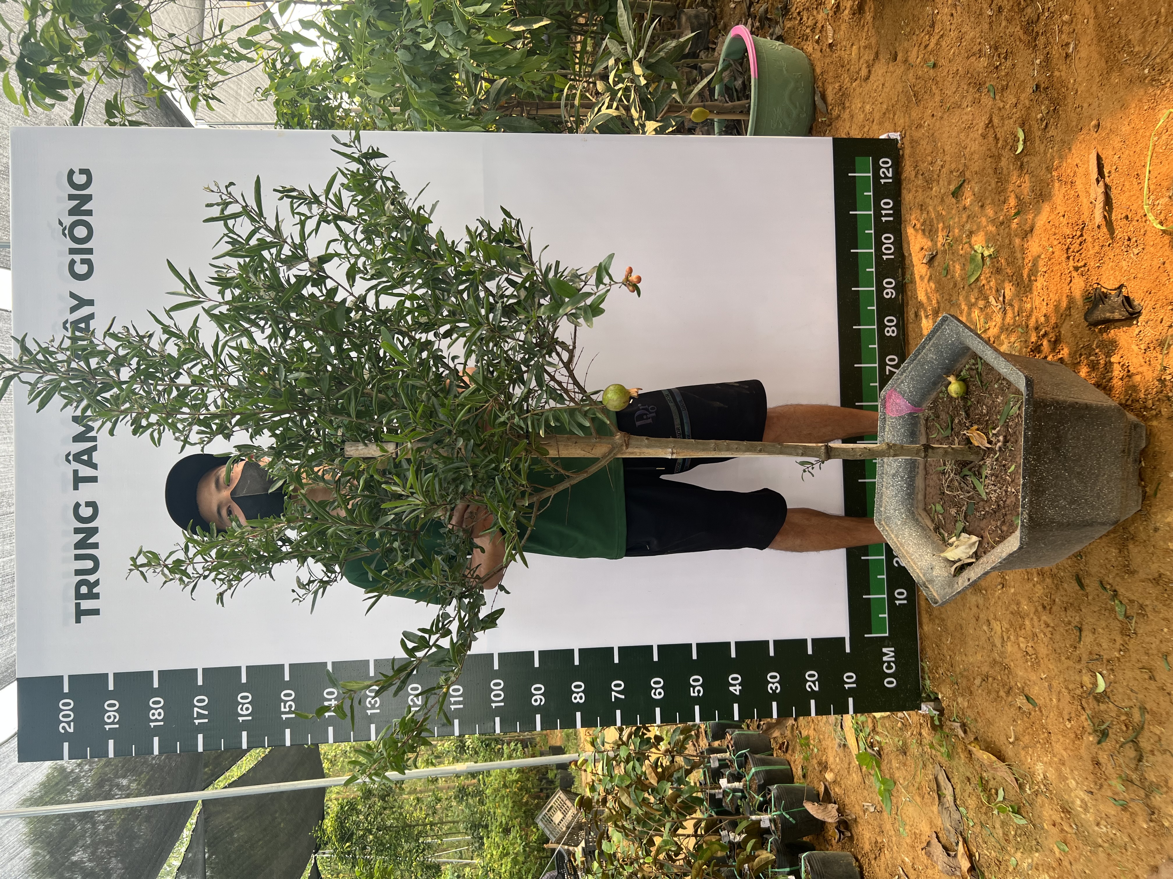 Lựu cao 2-2.2m PT170 CALATA_thumbnail_1