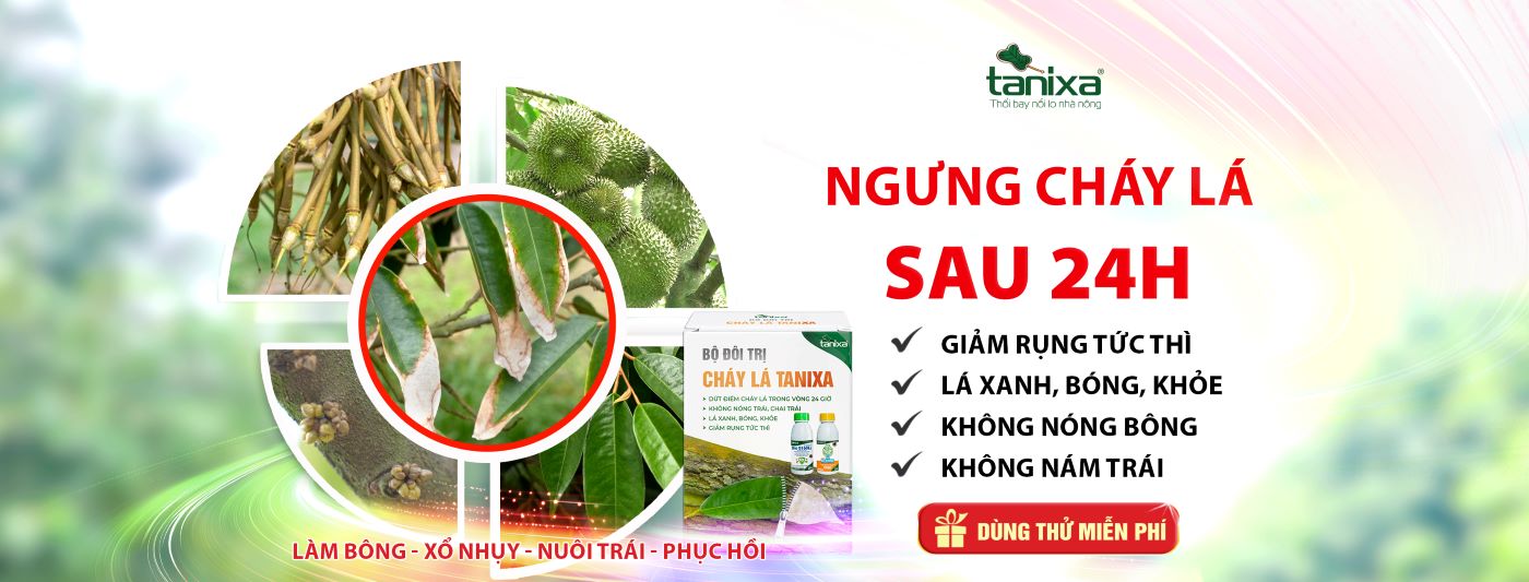 bo-chay-la-tanixa-cover